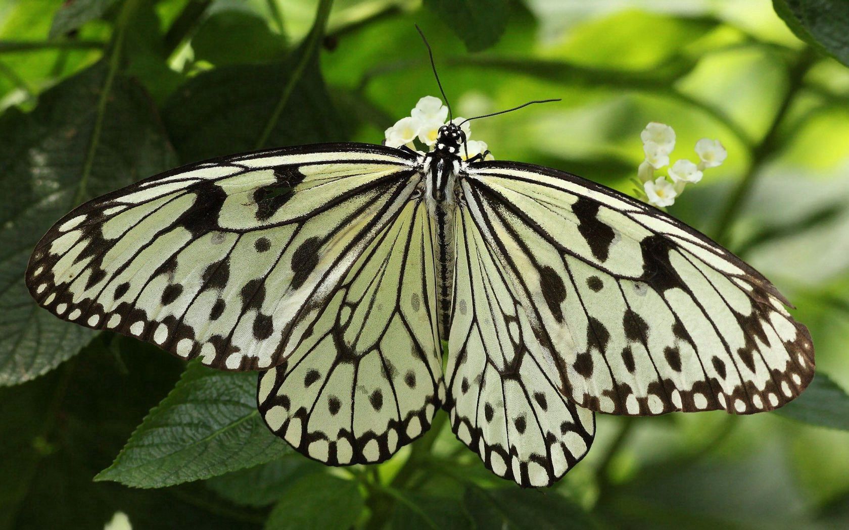 無料モバイル壁紙昆虫, 葉, マクロ, 輝く, バタフライ, 翼, 大きい, 光, フォーム, 形, 蝶をダウンロードします。