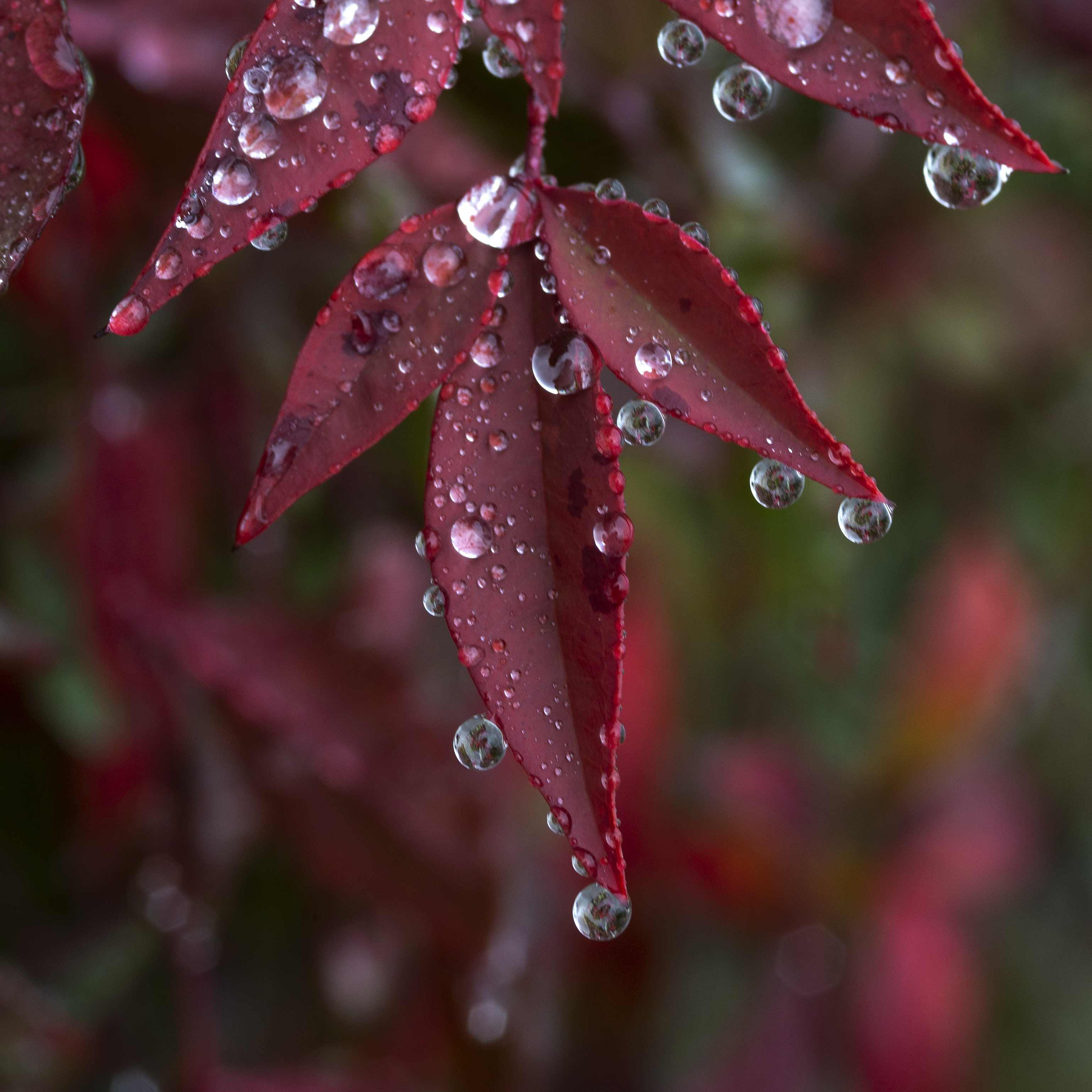 macro, drops, leaves, red, wet HD wallpaper