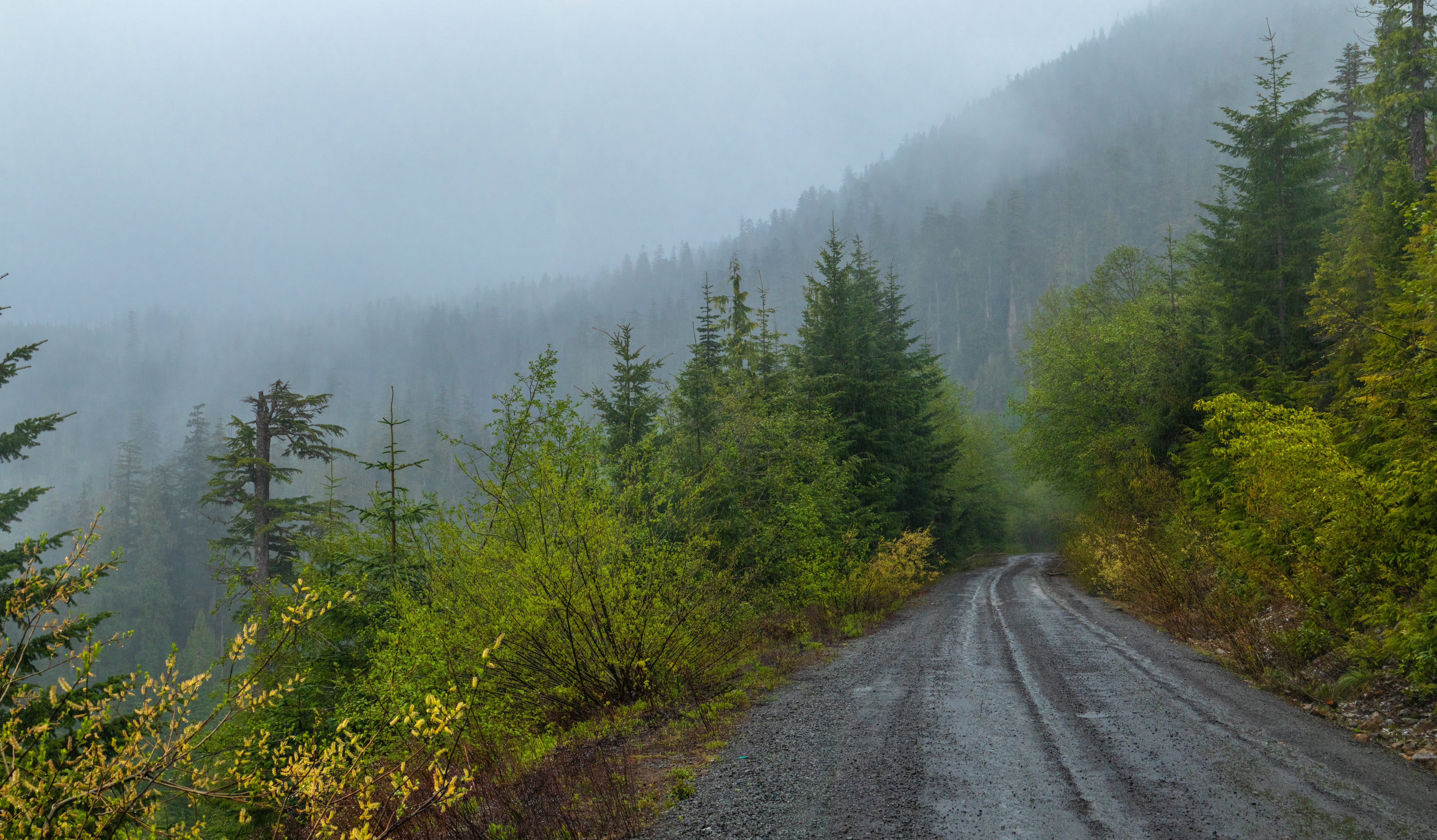 Descarga gratuita de fondo de pantalla para móvil de Naturaleza, Bosque, Niebla, Camino, Árboles.