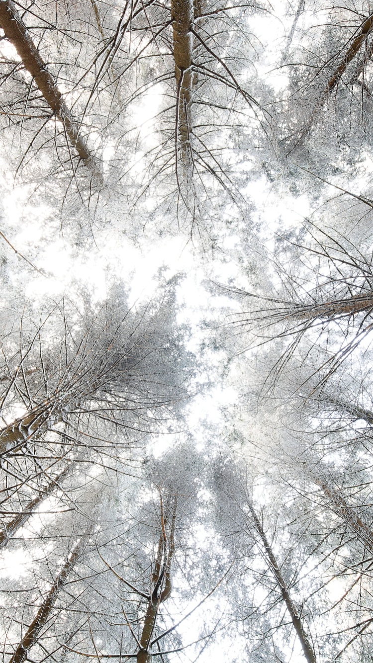 Скачать картинку Зима, Природа, Дерево, Навес, Земля/природа в телефон бесплатно.