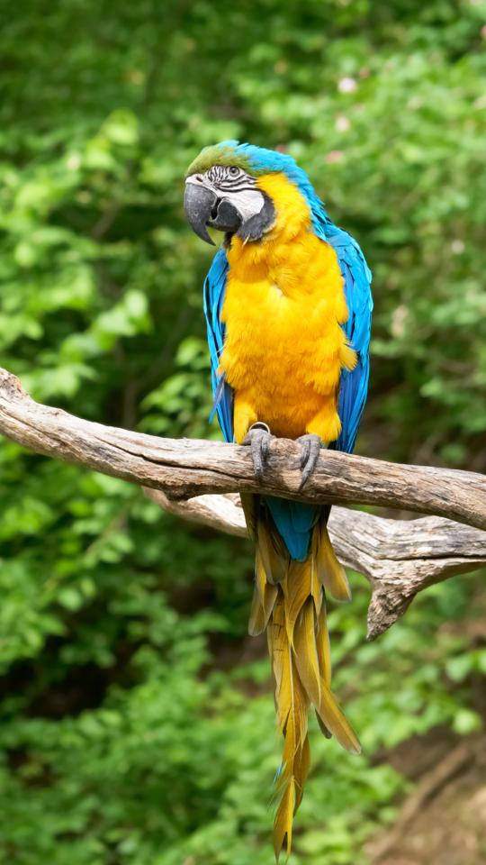 無料モバイル壁紙動物, 鳥, 青と黄色のコンゴウインコをダウンロードします。