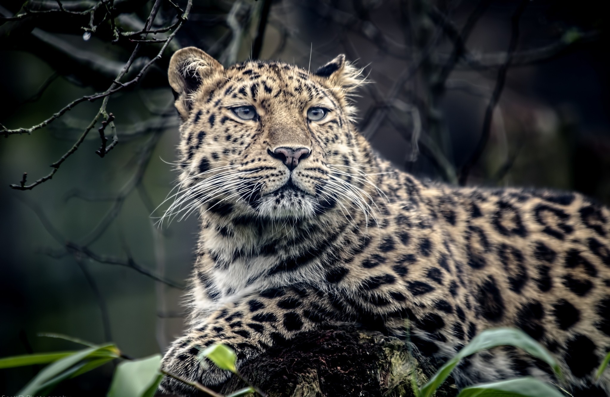 Download mobile wallpaper Jaguar, Cats, Animal for free.