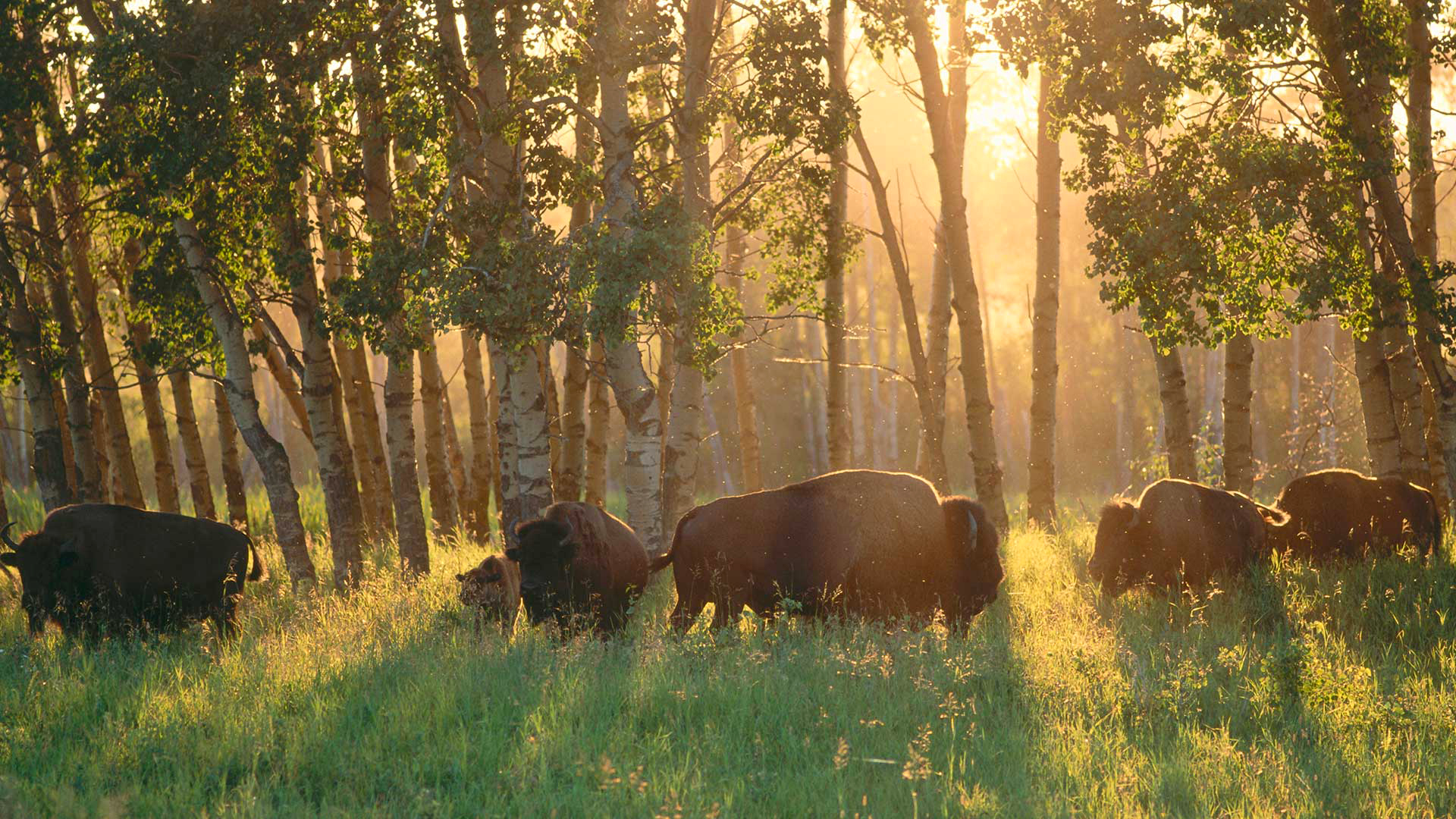 766478 Hintergrundbild herunterladen tiere, amerikanischer bison, alberta, kanada, wald, gras, sonnenstrahl - Bildschirmschoner und Bilder kostenlos