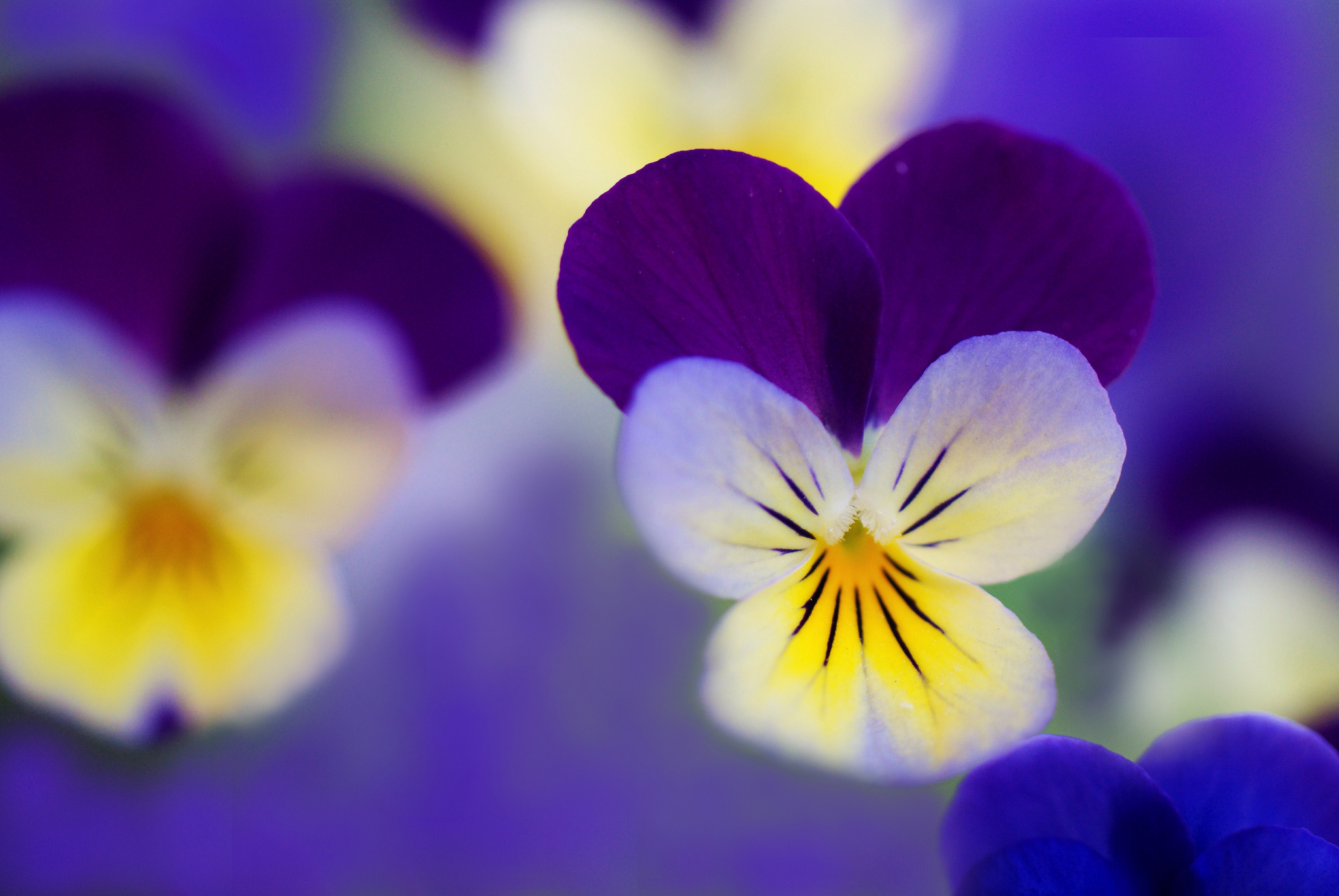 Baixe gratuitamente a imagem Flores, Flor, Terra/natureza, Amor Perfeito De Jardim na área de trabalho do seu PC