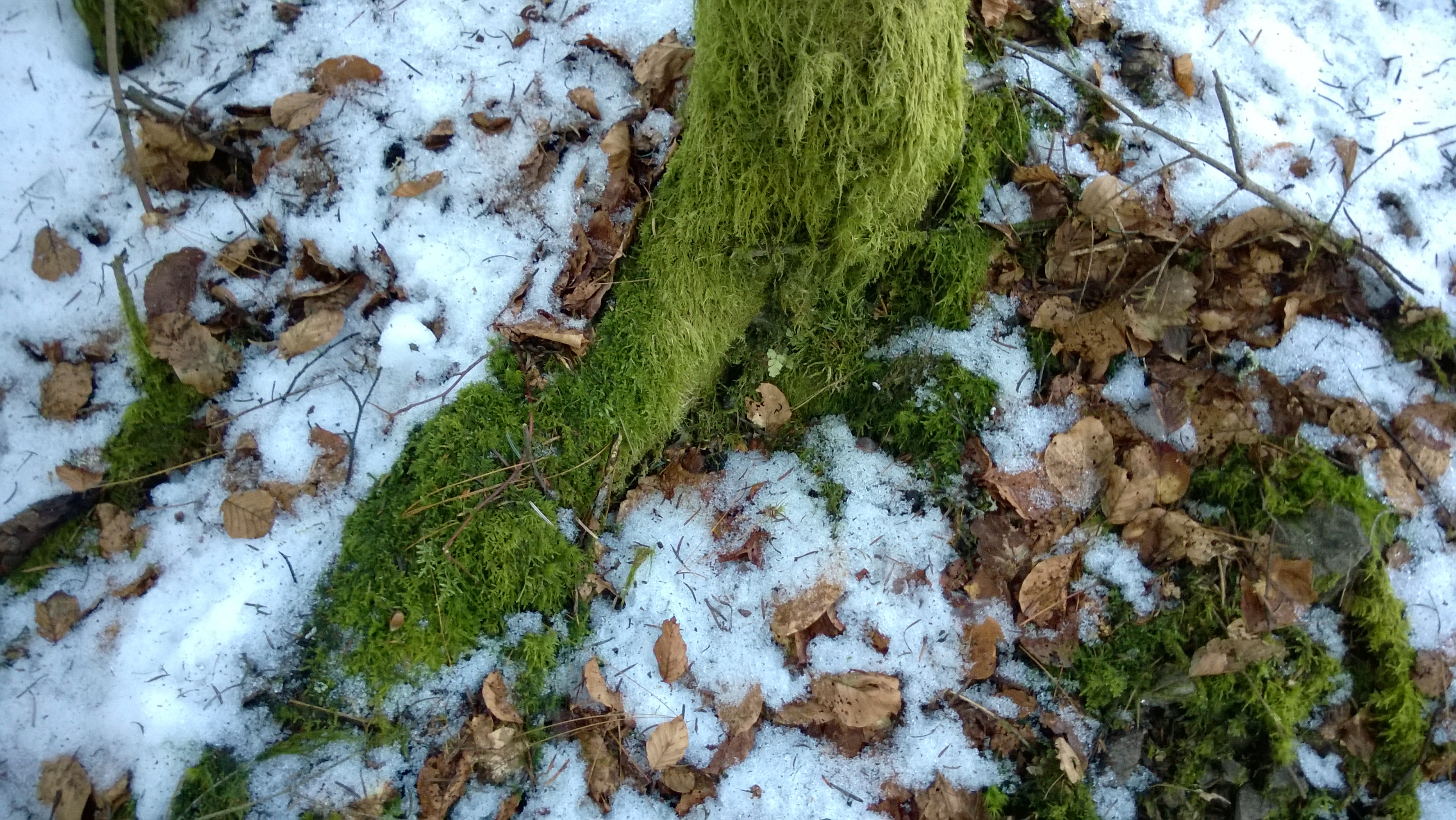 Laden Sie das Schnee, Moos, Erde/natur-Bild kostenlos auf Ihren PC-Desktop herunter