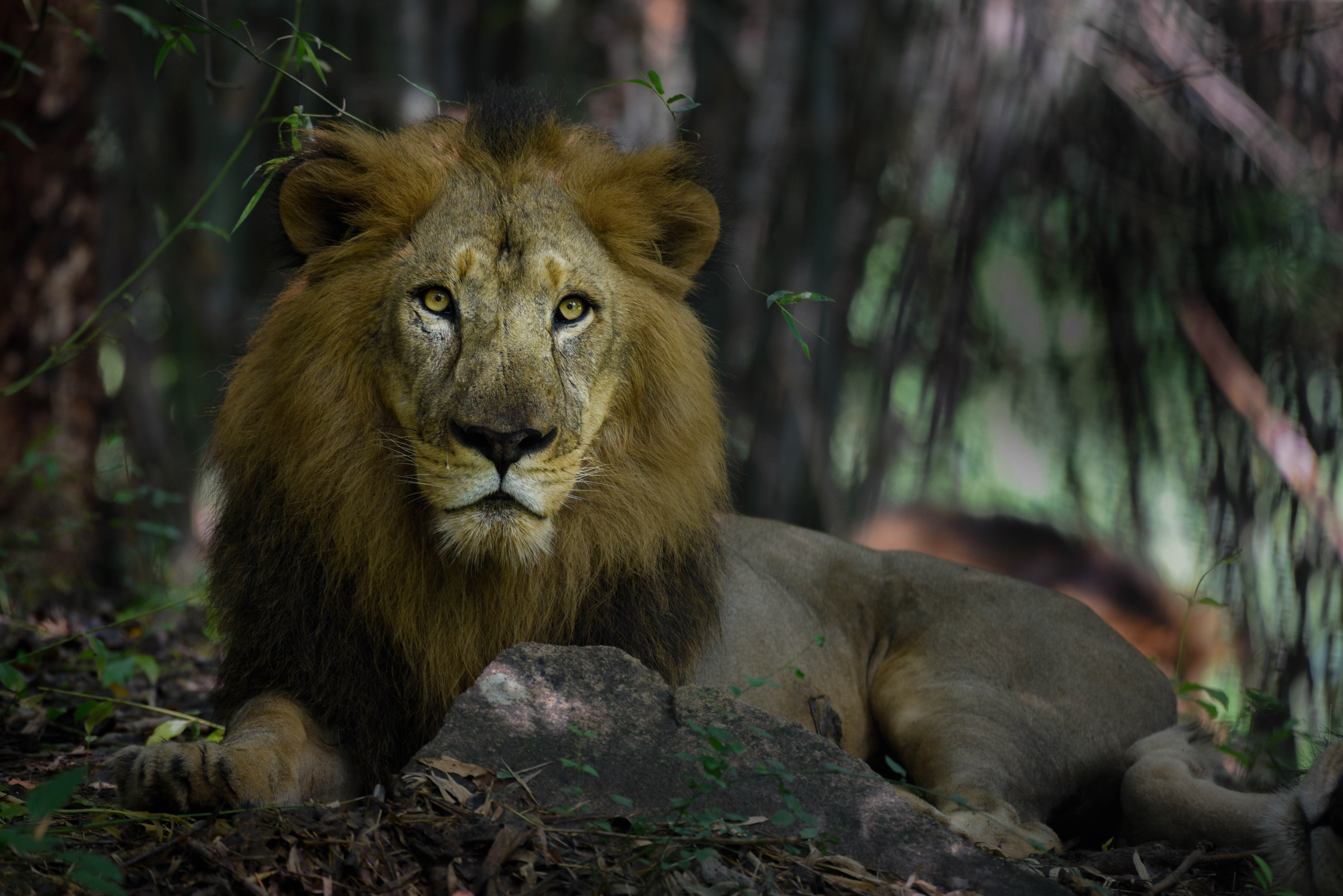 Téléchargez des papiers peints mobile Animaux, Chats, Lion gratuitement.