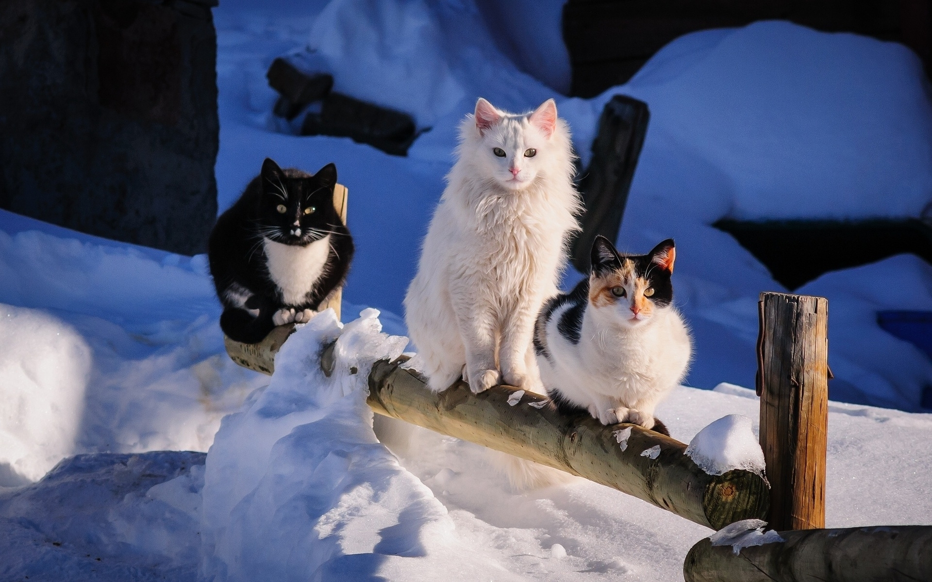 345856 Bild herunterladen schnee, katze, tiere, süß, winter, katzen - Hintergrundbilder und Bildschirmschoner kostenlos
