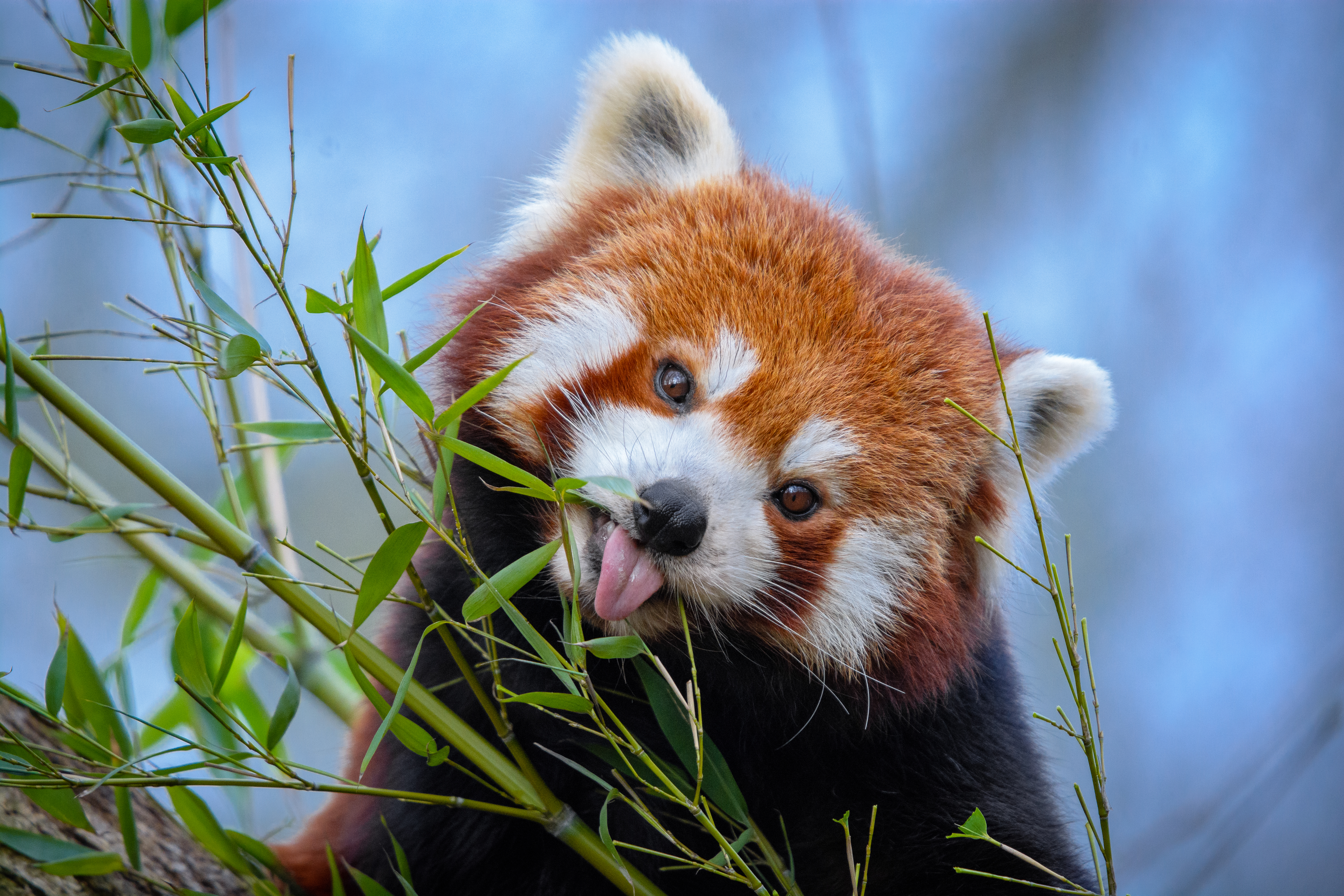 107439 скачать картинку забавный, милый, высунутый язык, животное, животные, бамбук, малая панда - обои и заставки бесплатно