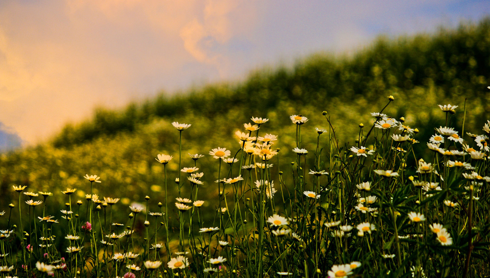 Laden Sie das Natur, Blumen, Blume, Makro, Nahansicht, Gänseblümchen, Erde/natur-Bild kostenlos auf Ihren PC-Desktop herunter