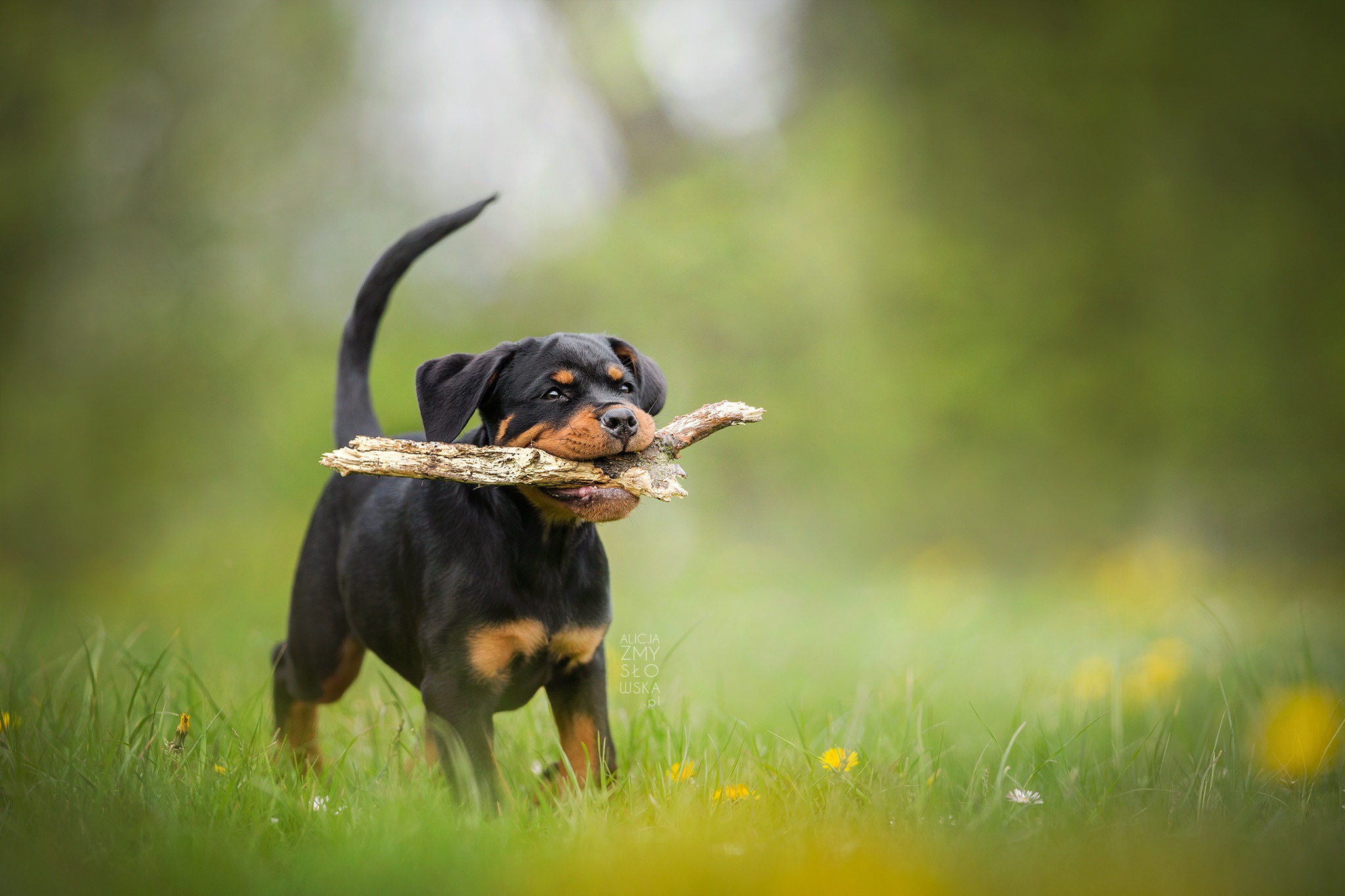 Download mobile wallpaper Dogs, Dog, Blur, Animal, Puppy, Rottweiler, Baby Animal for free.