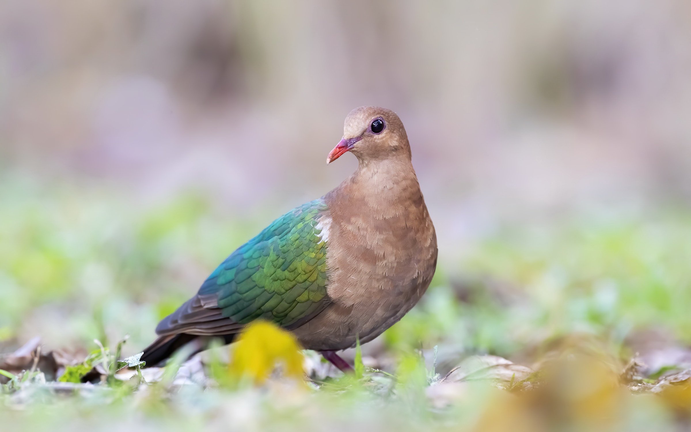 Laden Sie das Tiere, Vögel, Vogel, Taube-Bild kostenlos auf Ihren PC-Desktop herunter