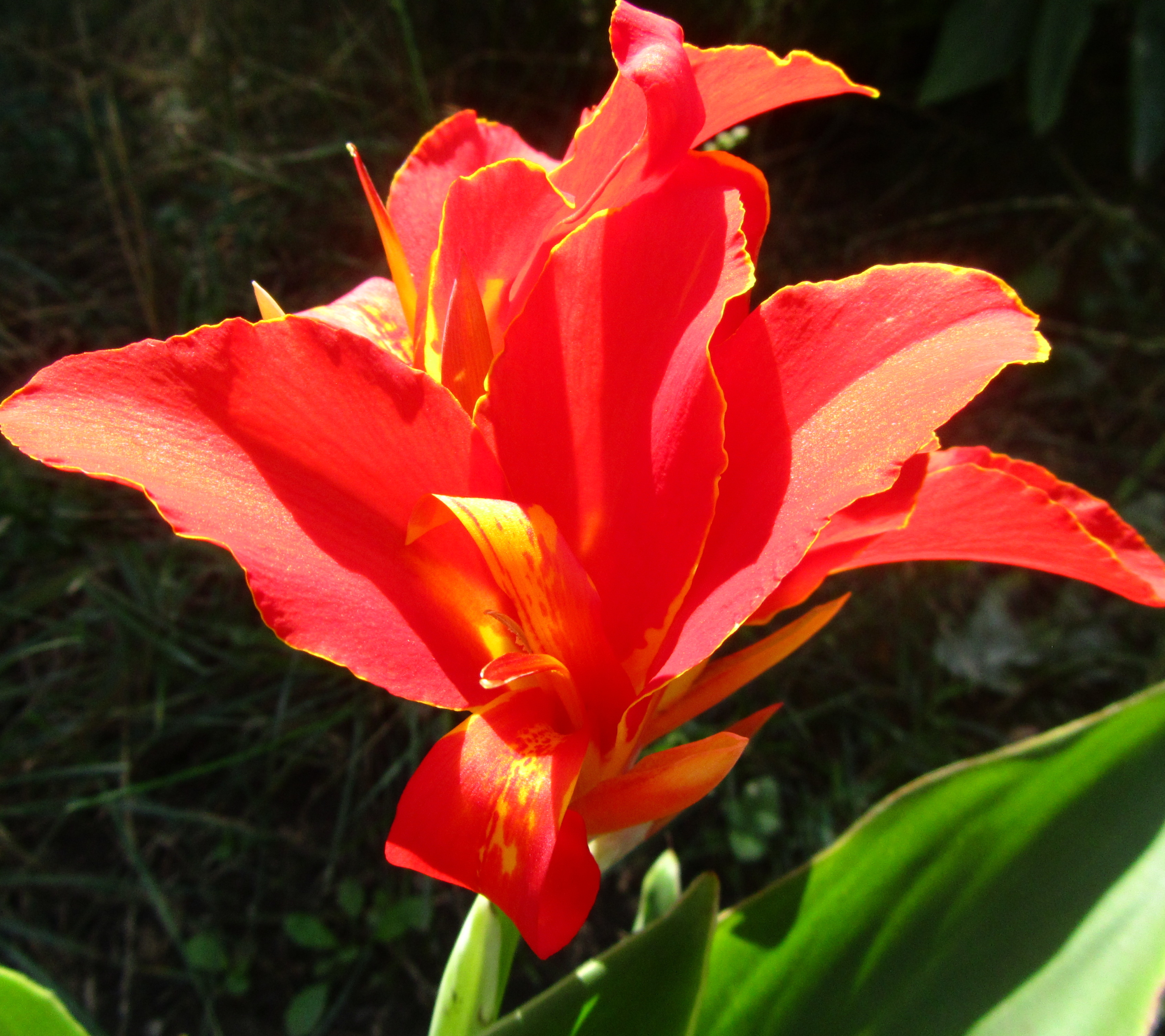 Descarga gratuita de fondo de pantalla para móvil de Flores, Flor, Tierra/naturaleza.