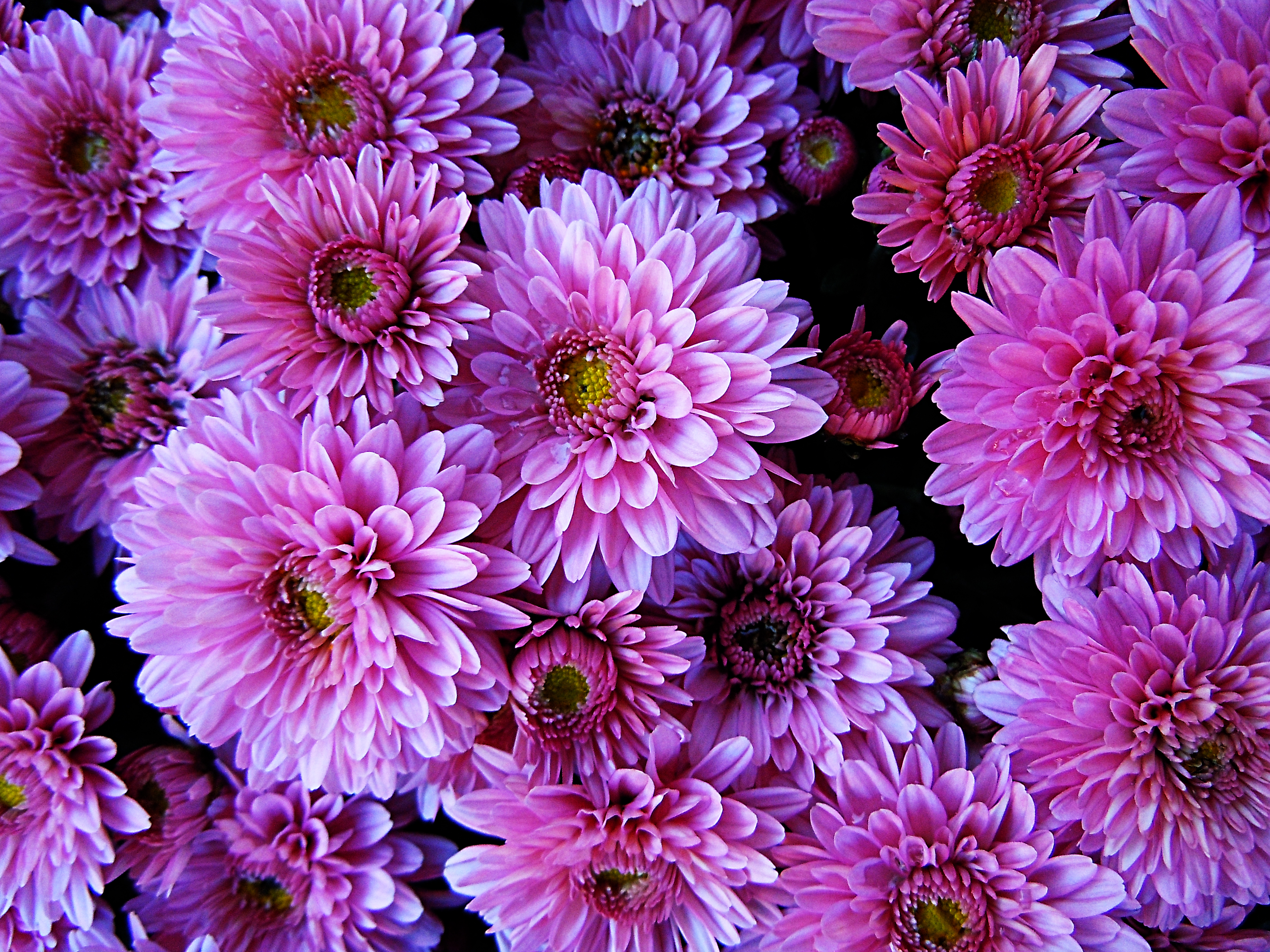 Handy-Wallpaper Blumen, Blume, Dahlien, Erde/natur, Pinke Blume kostenlos herunterladen.