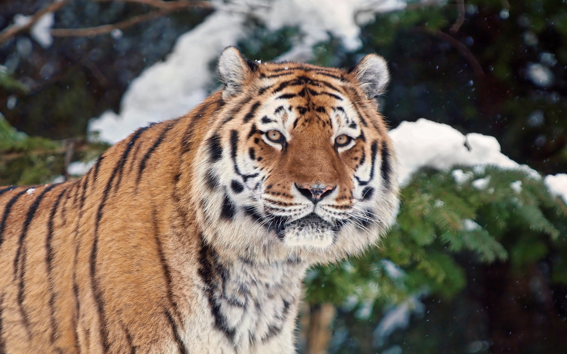 Téléchargez des papiers peints mobile Chats, Animaux, Tigre gratuitement.