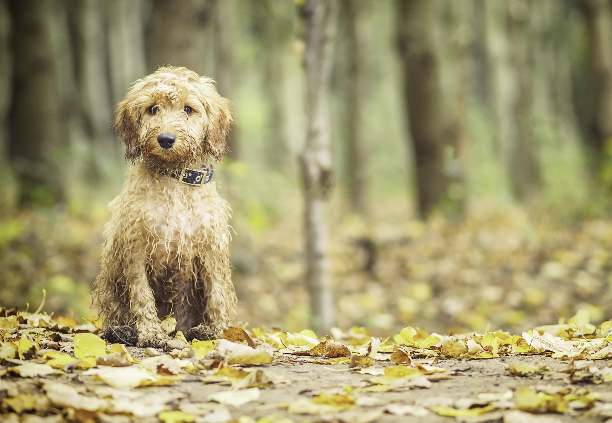 Download mobile wallpaper Dogs, Dog, Leaf, Animal, Depth Of Field for free.