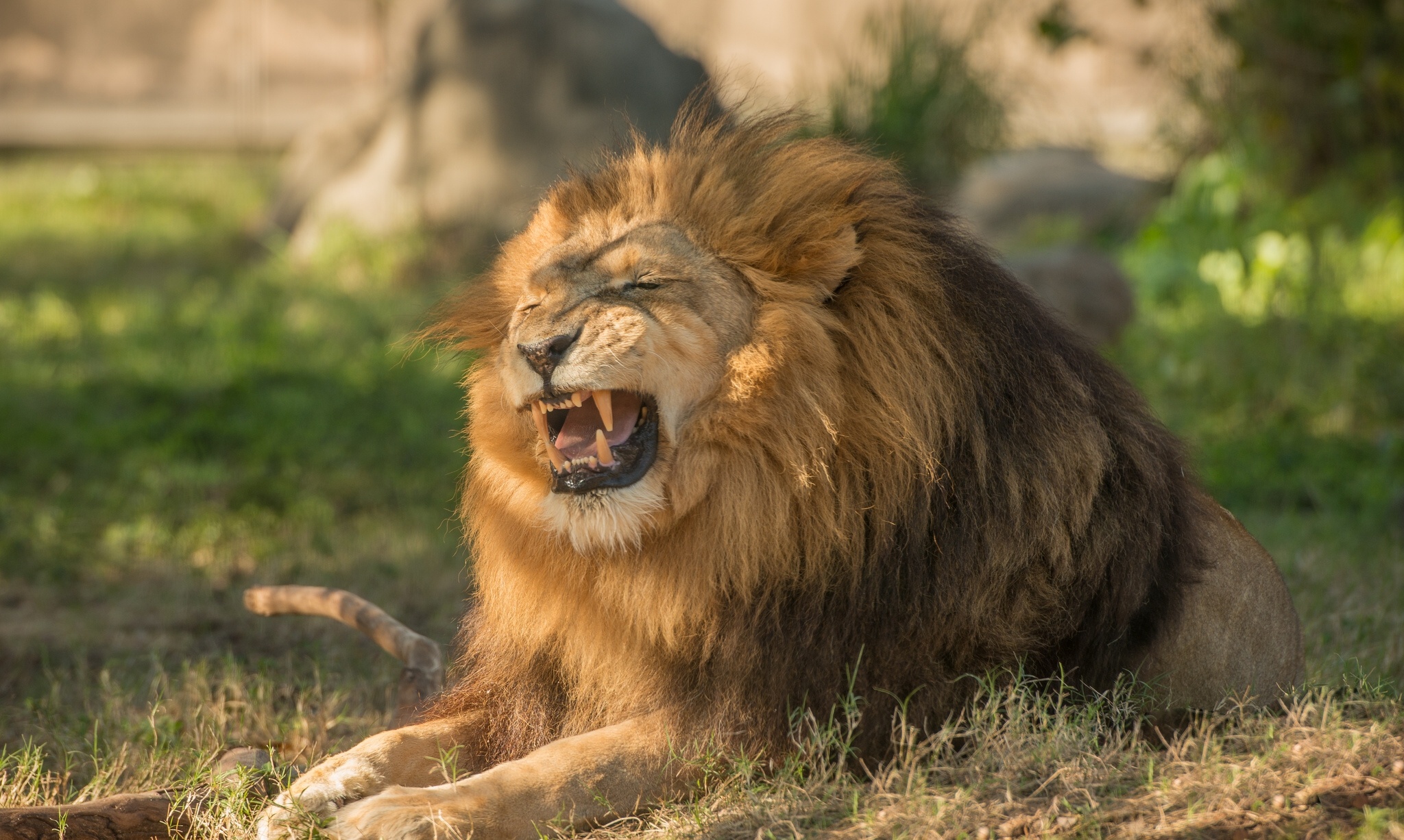 Téléchargez gratuitement l'image Lion, Chats, Animaux sur le bureau de votre PC