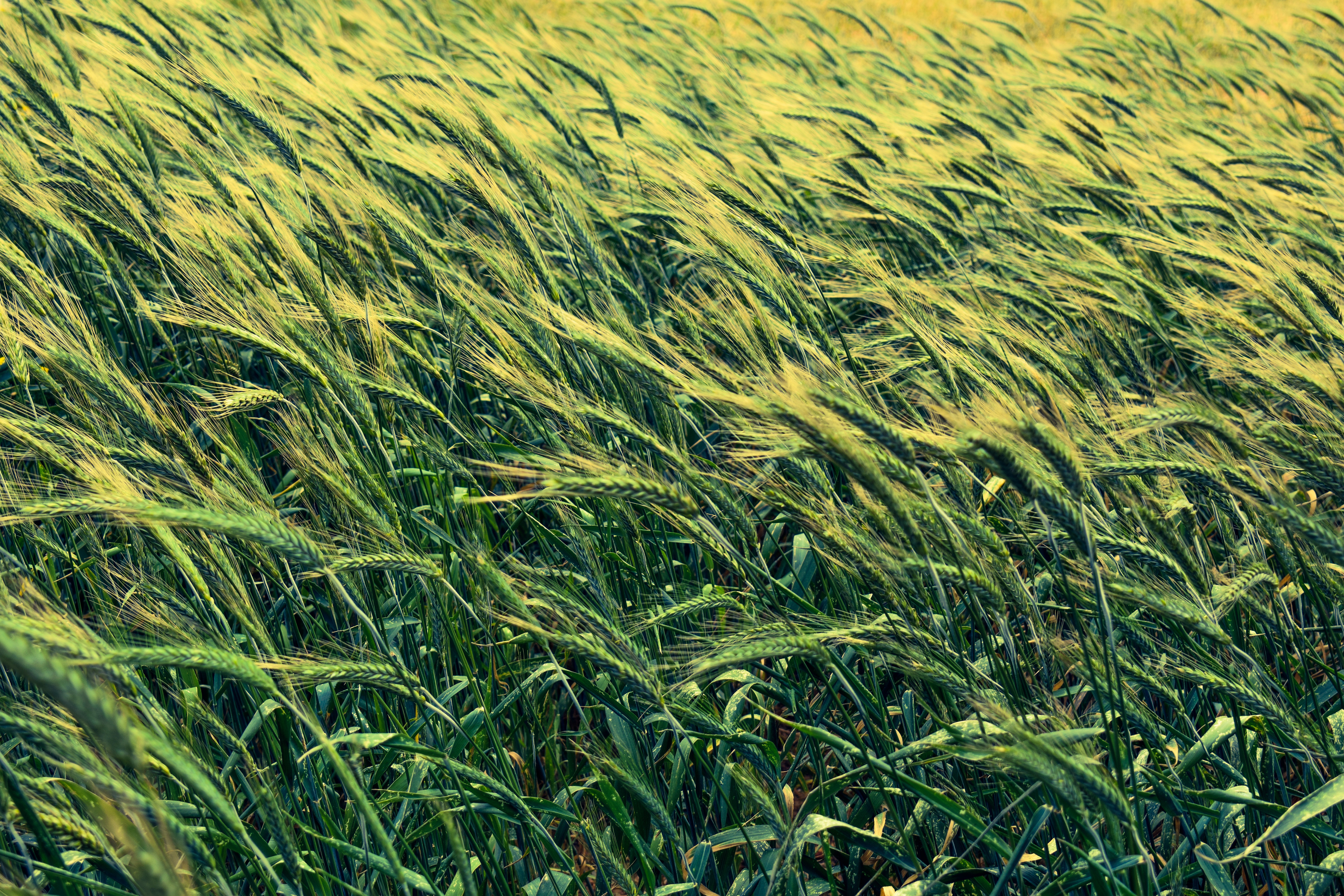 Download mobile wallpaper Nature, Summer, Wheat, Plant, Earth for free.