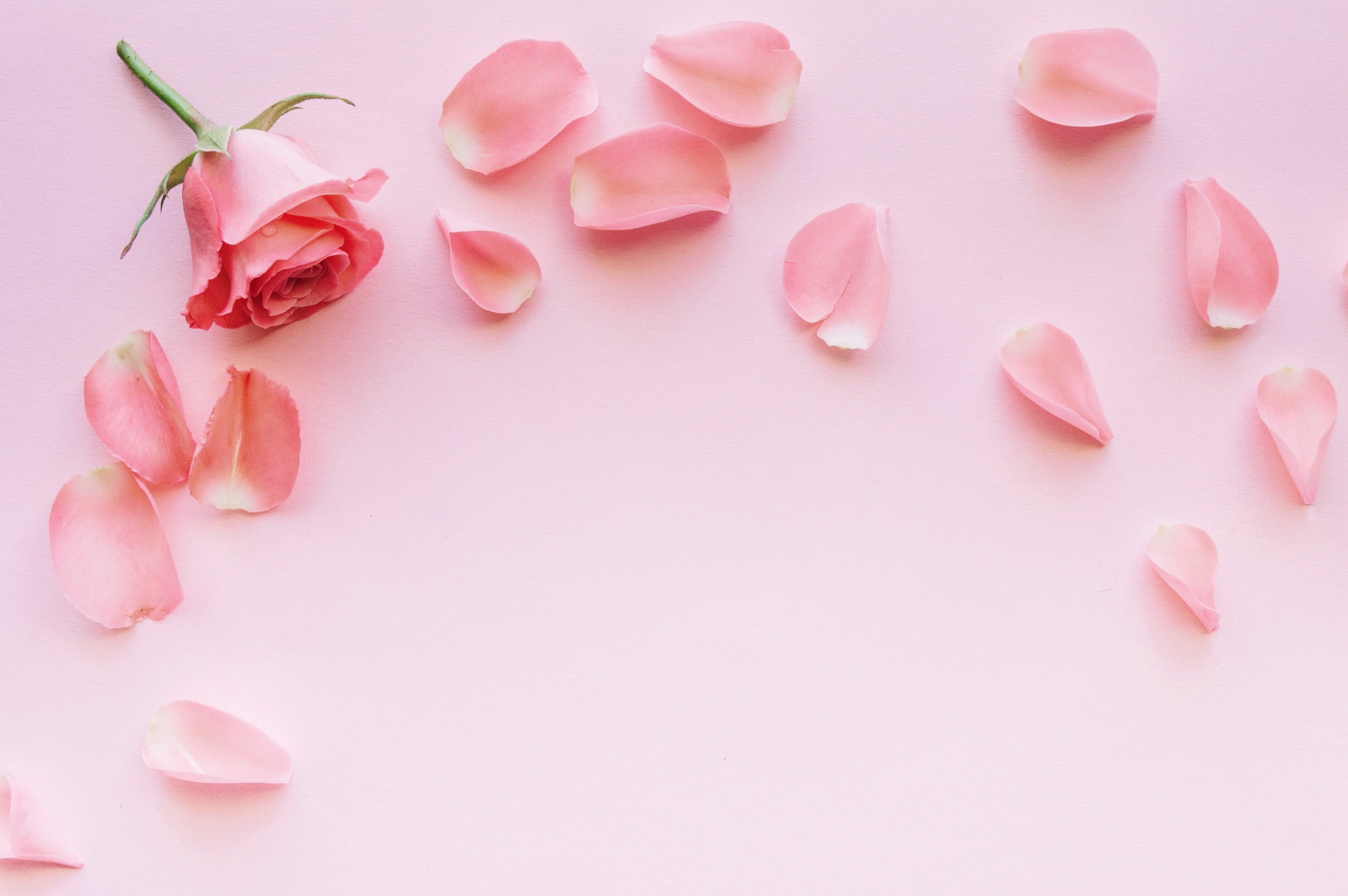 Завантажити шпалери безкоштовно Квітка, Роза, Рожевий, Пелюстка, Створено Людиною, Рожева Квітка картинка на робочий стіл ПК