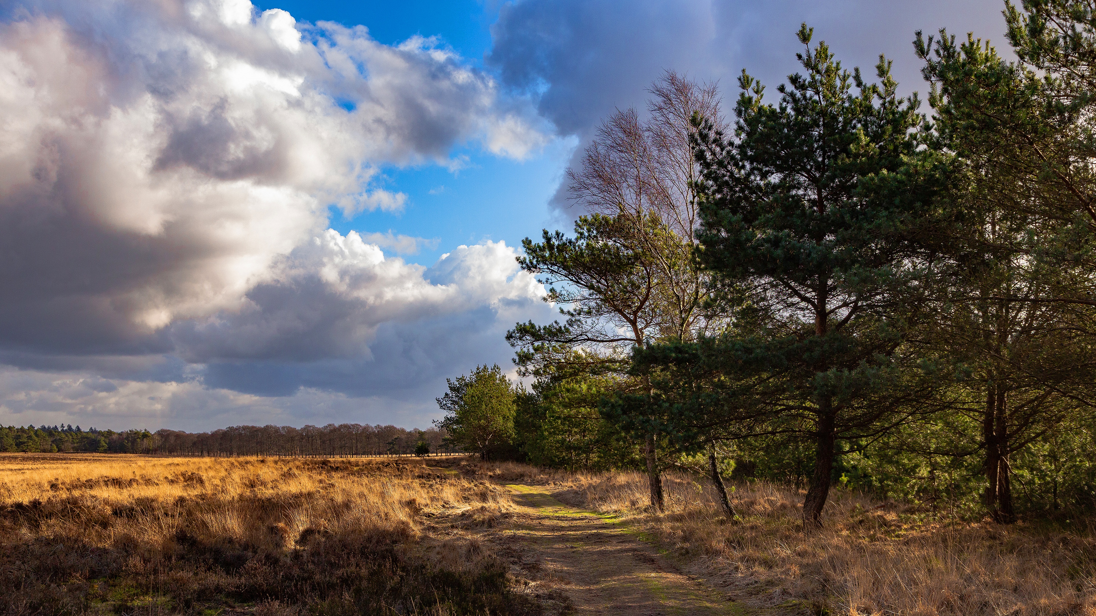 Download mobile wallpaper Landscape, Pine, Forest, Earth, Field, Path, Cloud for free.
