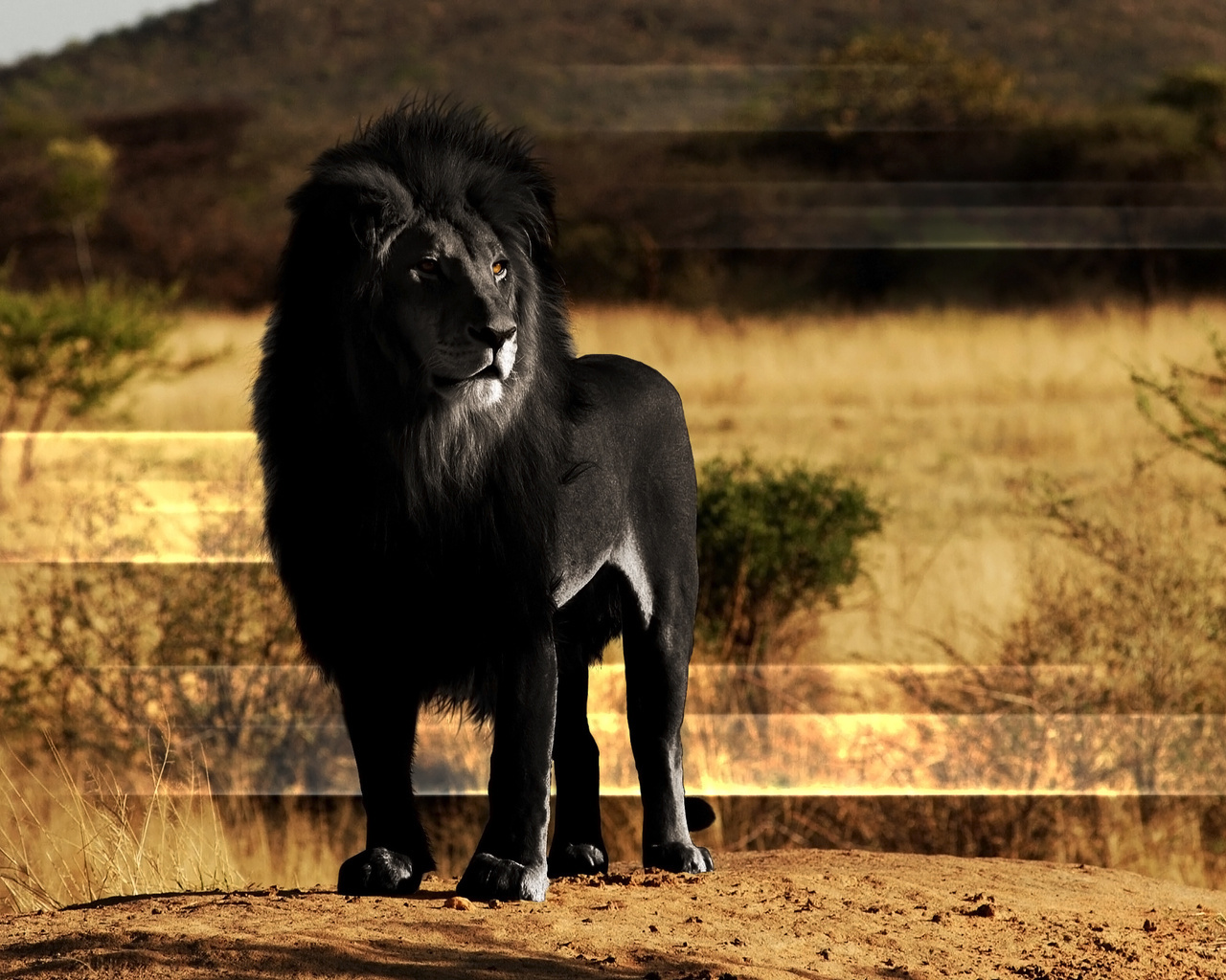 lions, art, animals Full HD