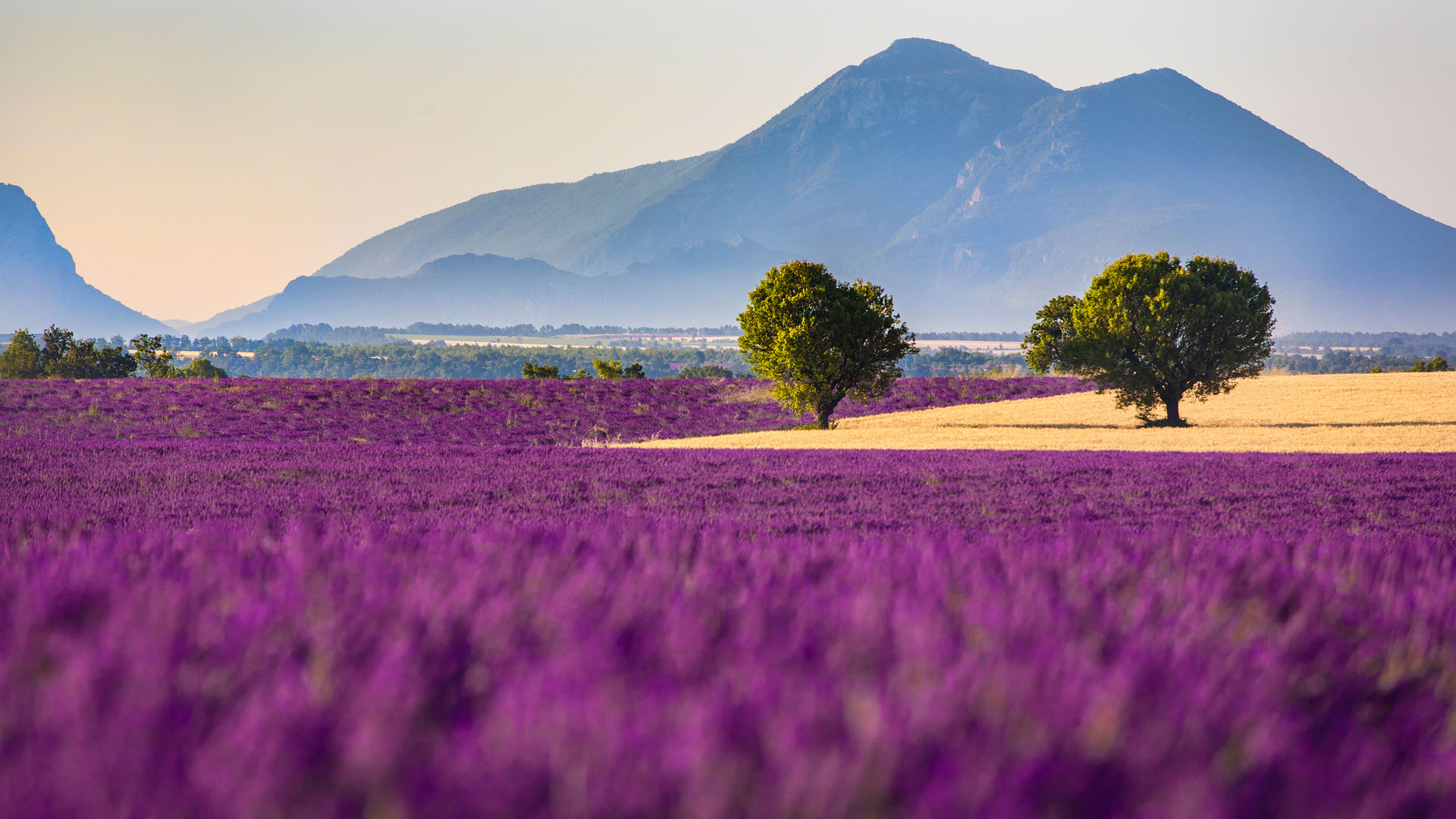 Download mobile wallpaper Landscape, Nature, Flowers, Mountain, Flower, Tree, Earth, Field, Lavender for free.