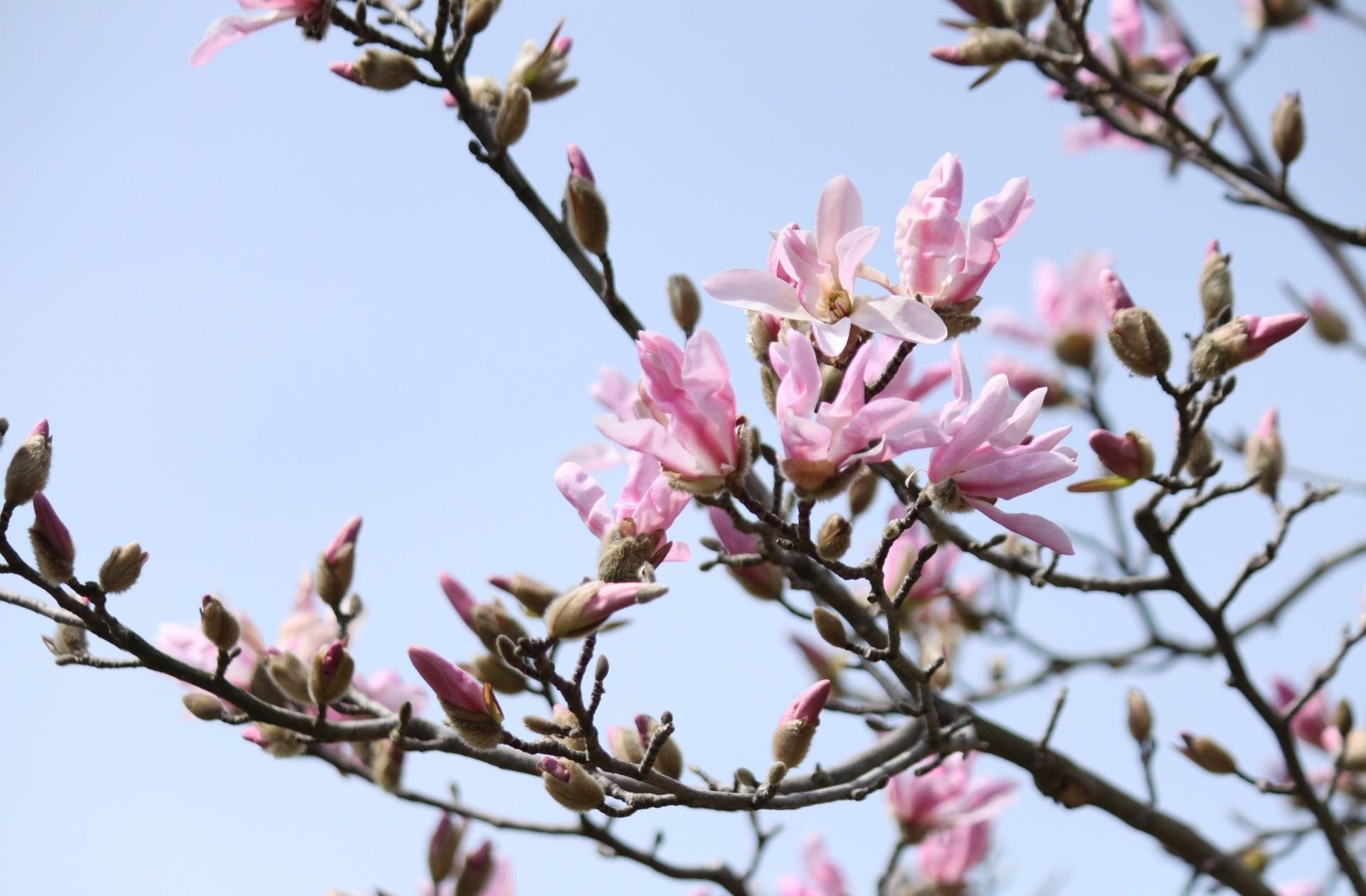 Download mobile wallpaper Branches, Flowers, Sky, Flowering, Magnolia, Bloom, Spring for free.