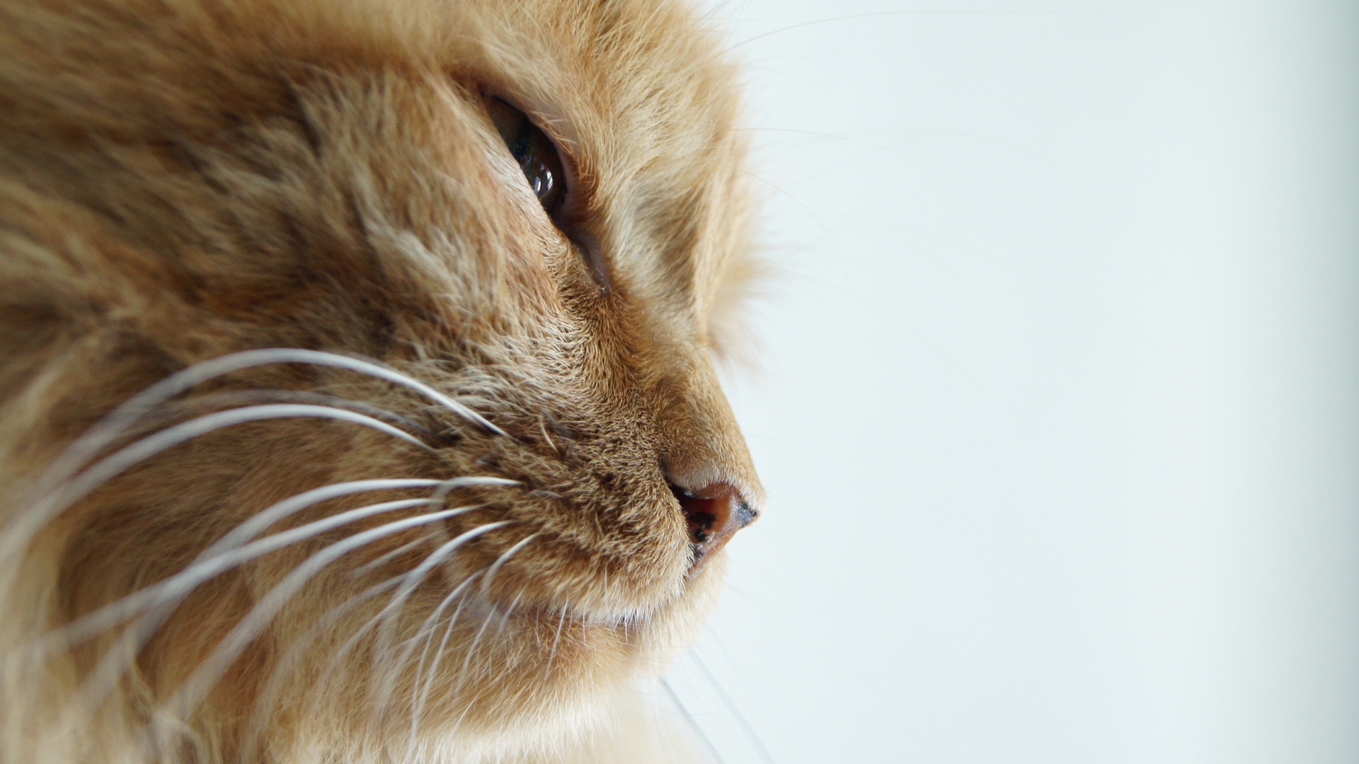 Téléchargez des papiers peints mobile Animaux, Chats, Chat gratuitement.