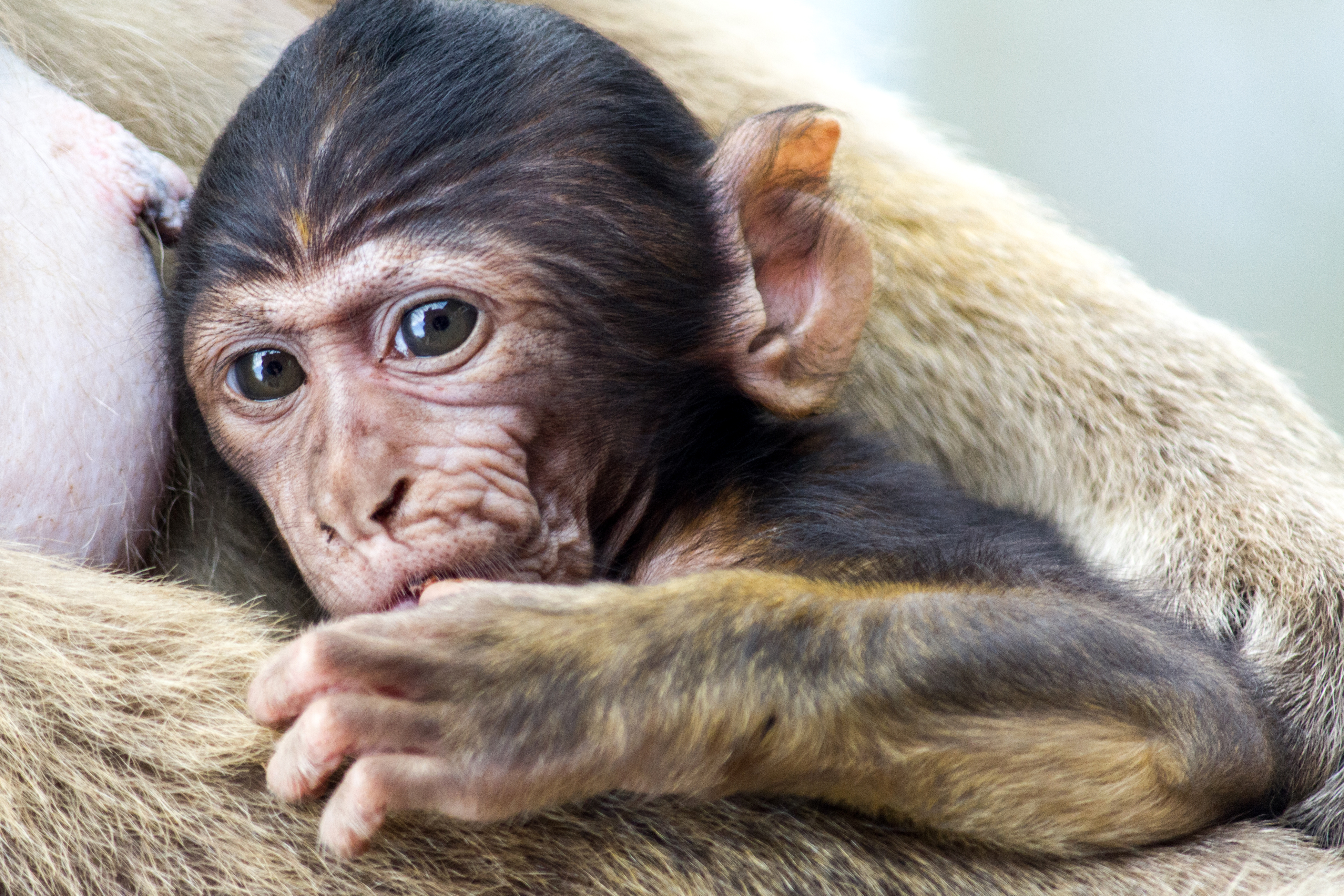 Download mobile wallpaper Monkeys, Monkey, Animal, Baby Animal for free.