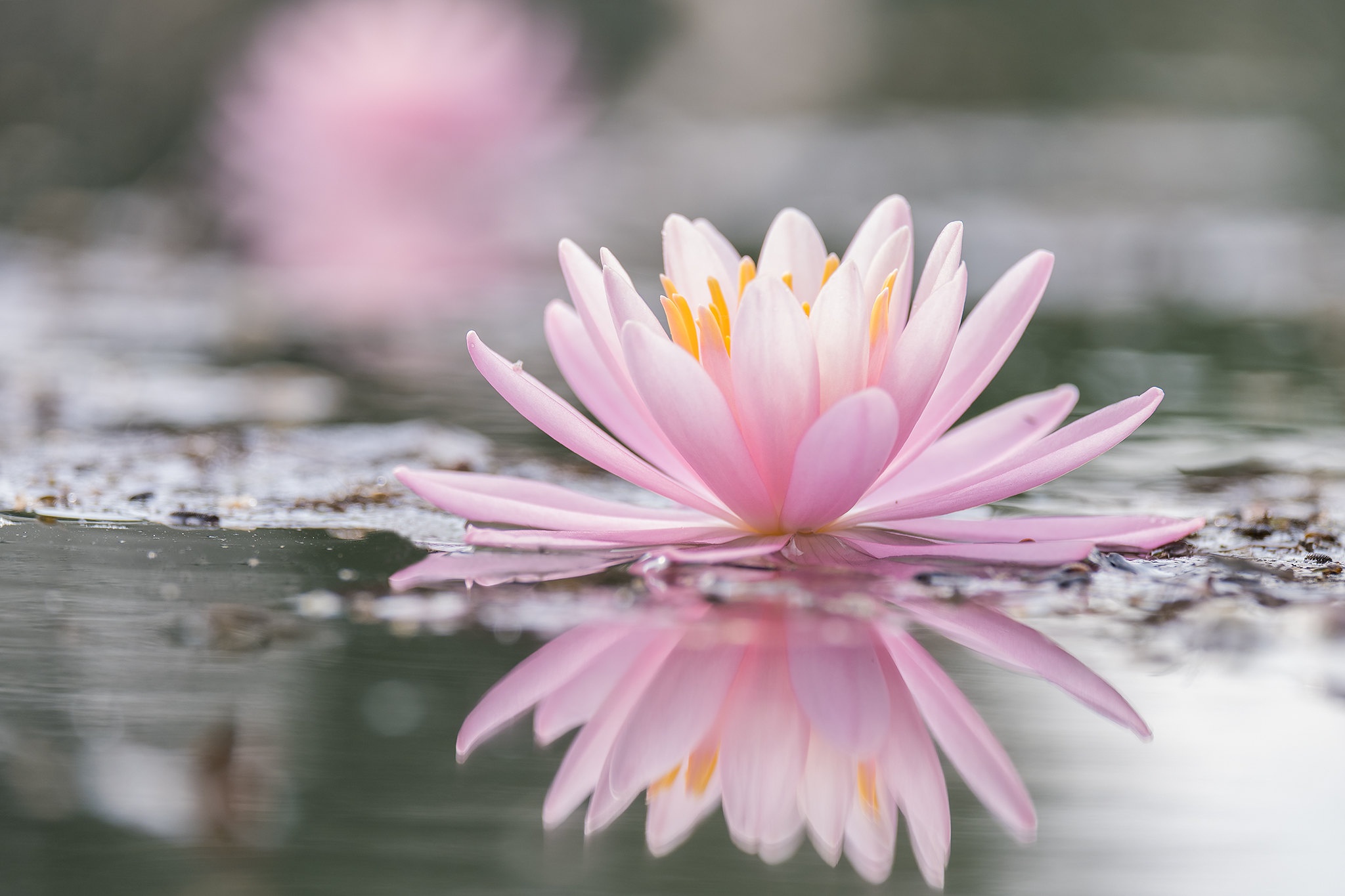 Free download wallpaper Flowers, Reflection, Flower, Earth, Water Lily, Pink Flower on your PC desktop
