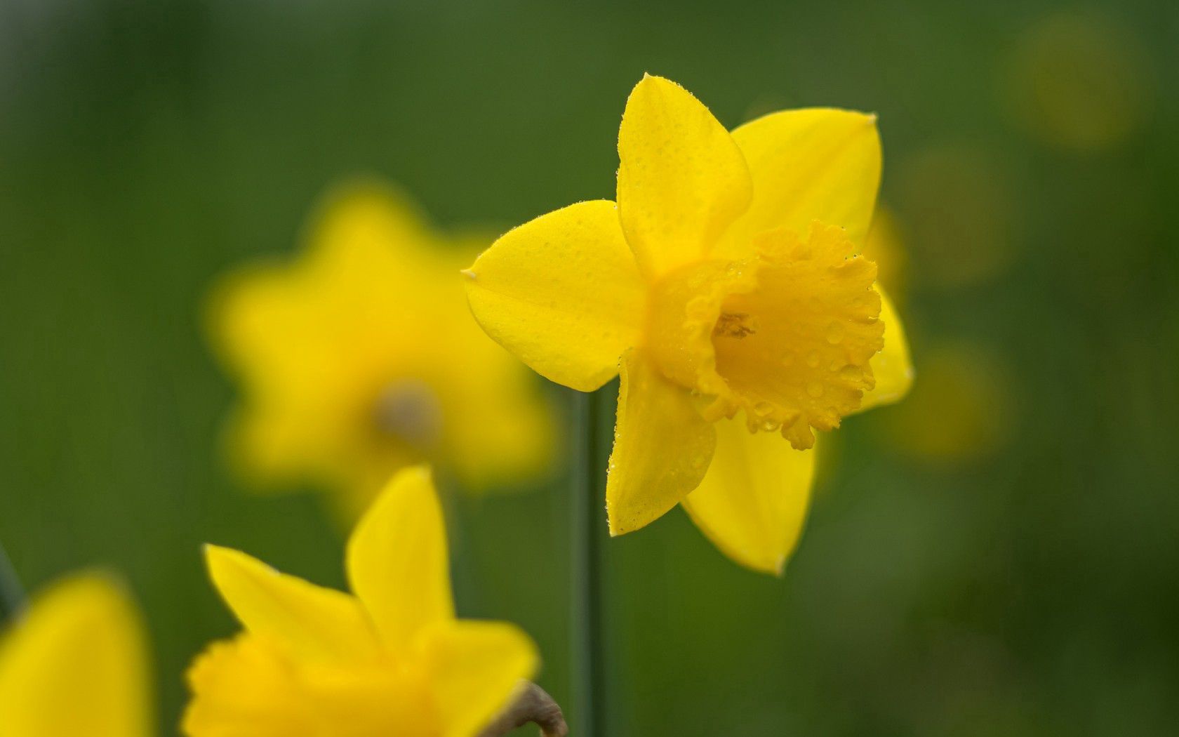Download mobile wallpaper Narcissus, Flower, Petals, Smooth, Flowers, Blur for free.