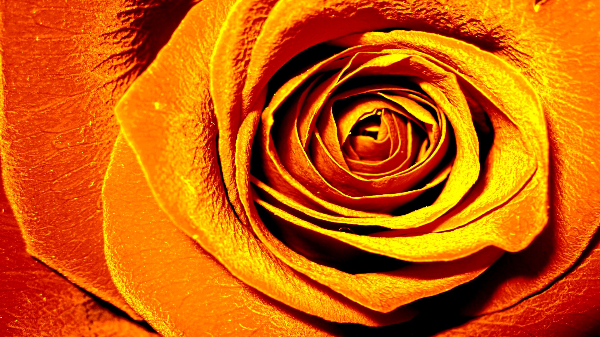 Laden Sie das Blumen, Rose, Erde/natur-Bild kostenlos auf Ihren PC-Desktop herunter