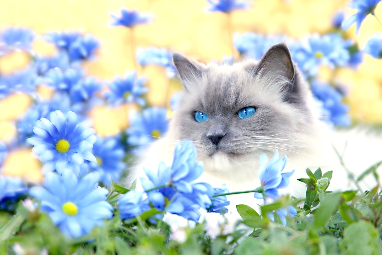 Laden Sie das Blumen, Grass, Liegen, Sicht, Blauäugig, Der Kater, Meinung, Flauschige, Sich Hinlegen, Tiere, Katze-Bild kostenlos auf Ihren PC-Desktop herunter
