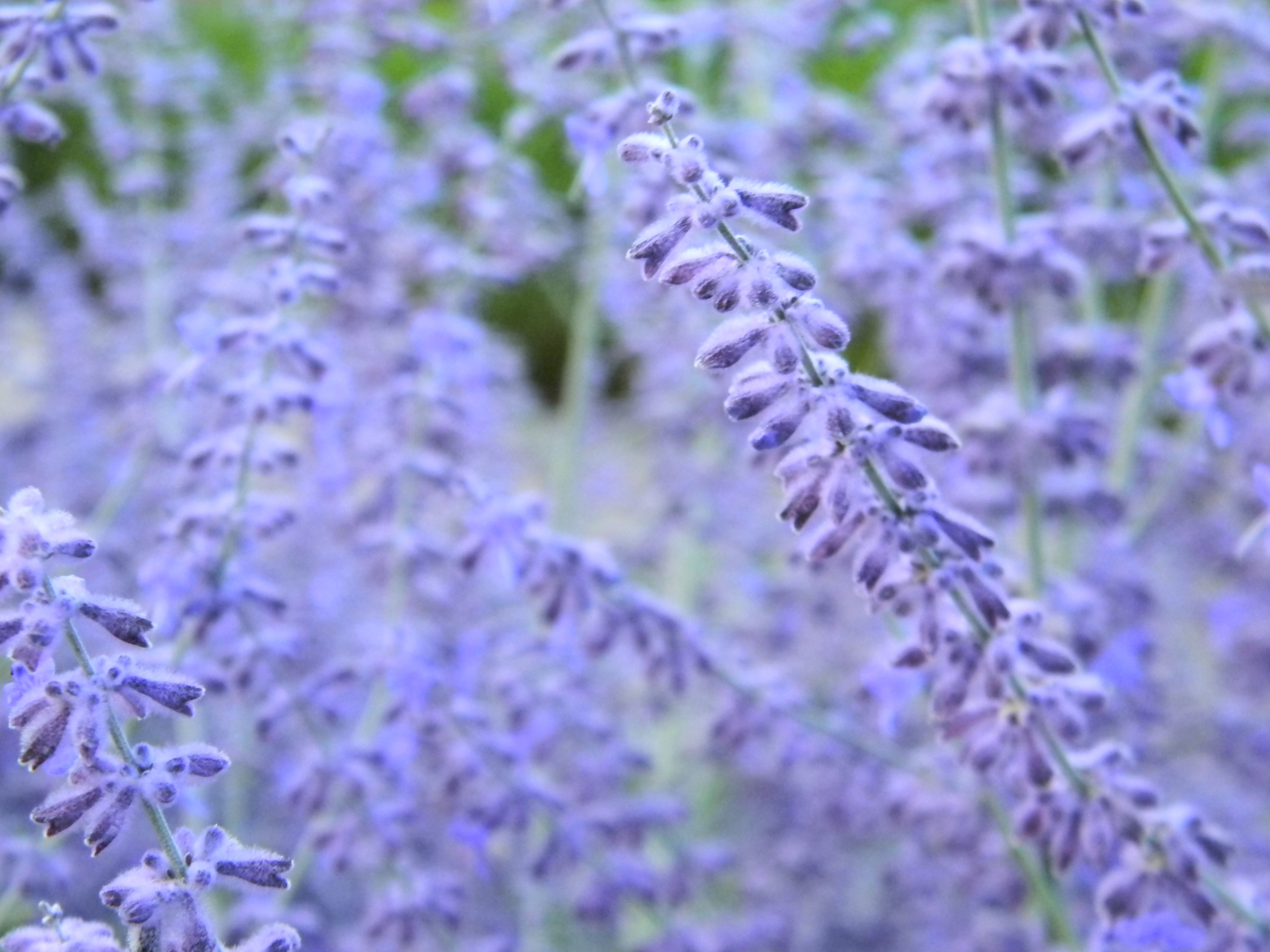 Download mobile wallpaper Lavender, Summer, Purple Flower, Flowers, Flower, Earth for free.