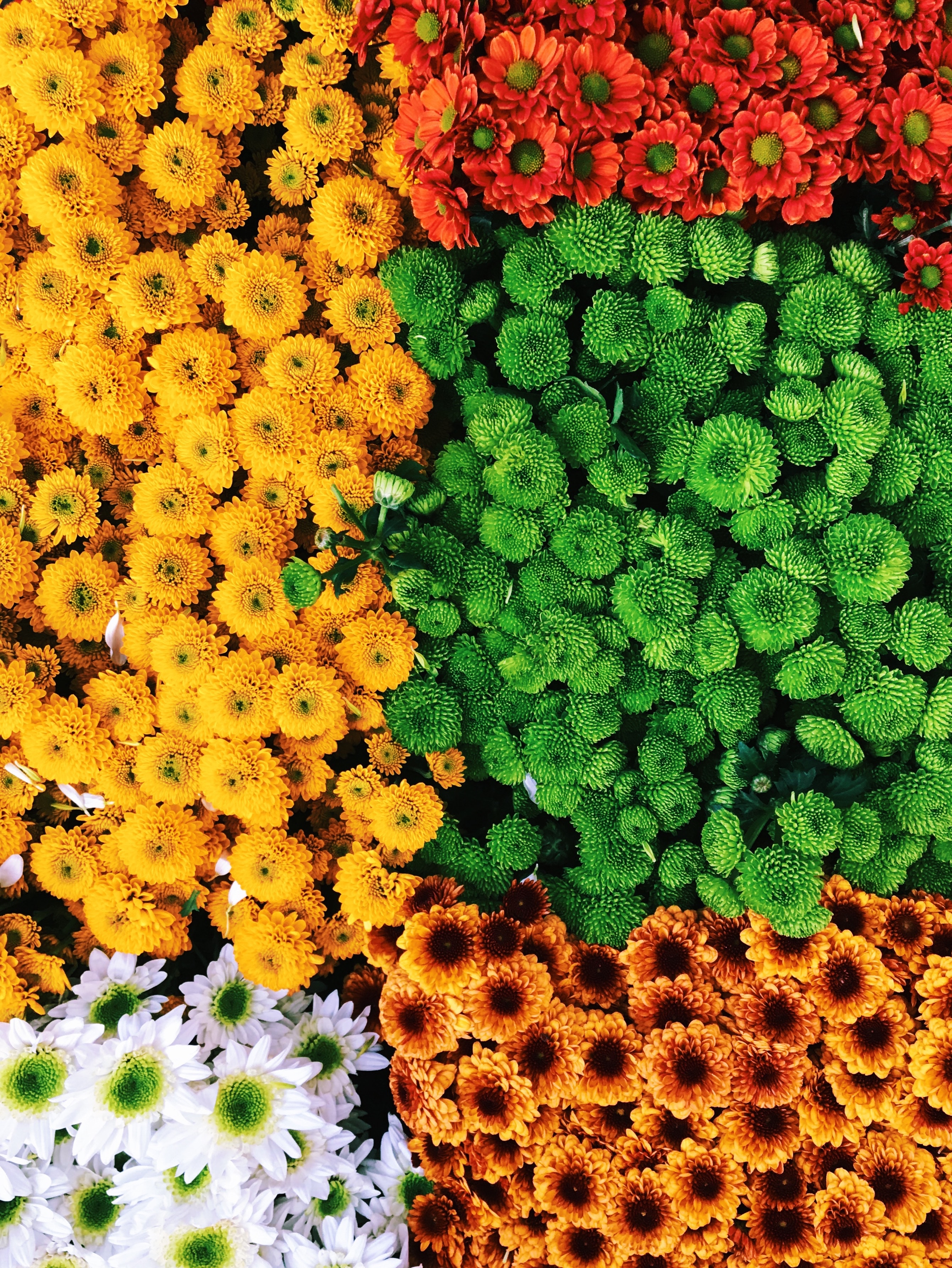 flowers, bouquets, multicolored, motley, composition