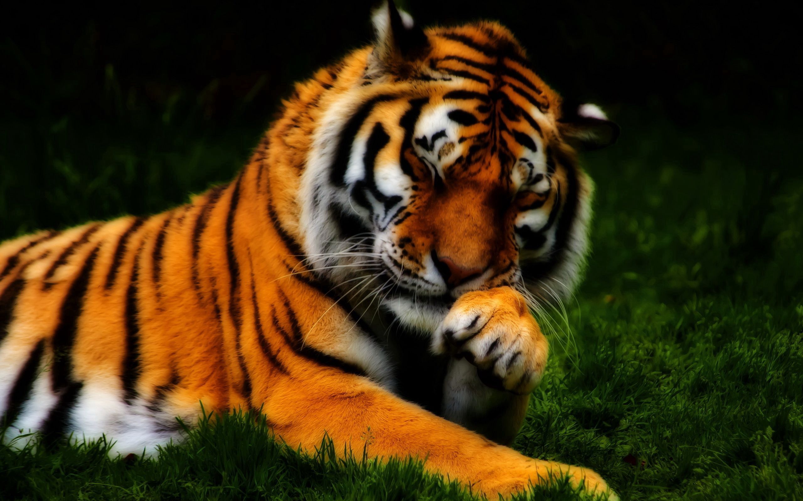 hdr, animals, grass, muzzle, predator, tiger Smartphone Background