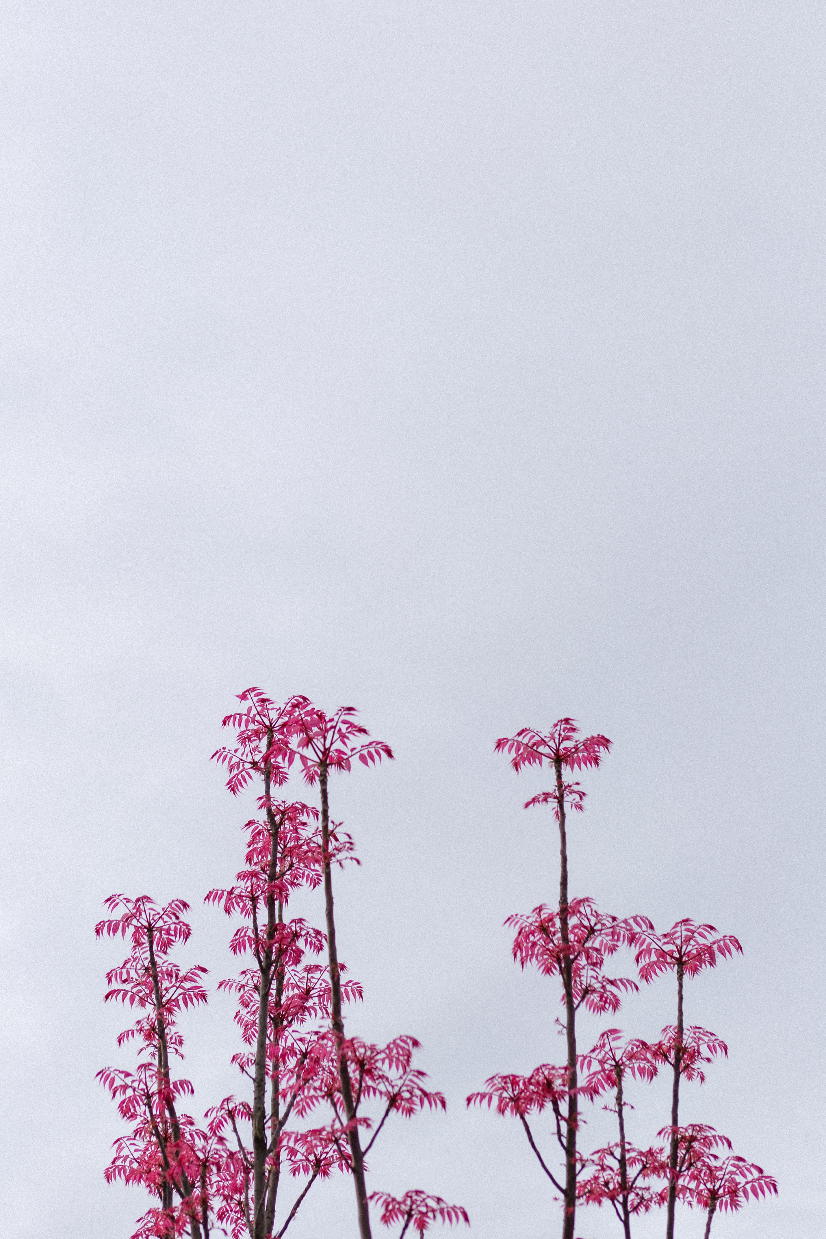 pink, nature, sky, leaves, bush, branches 5K