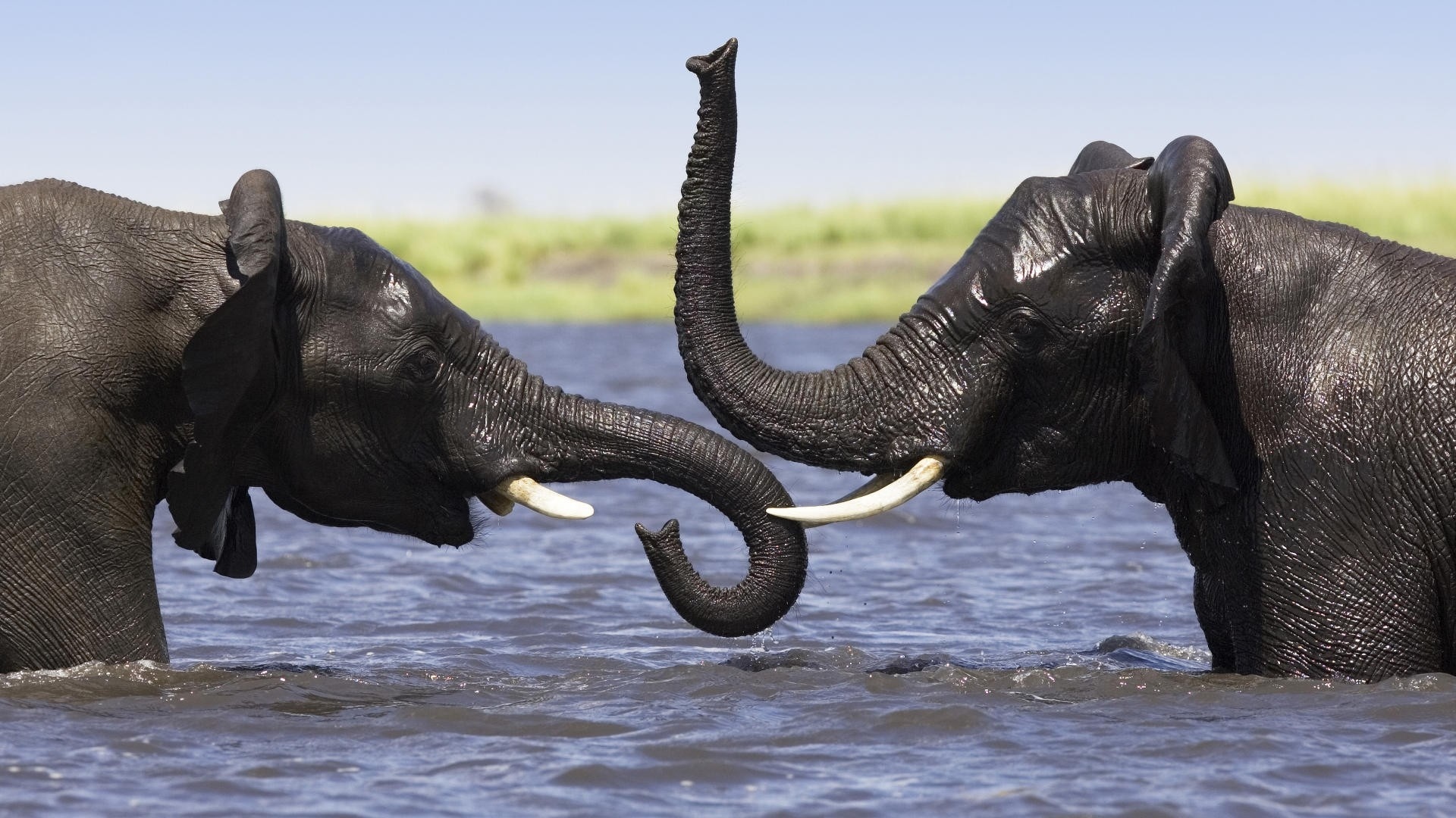 Téléchargez des papiers peints mobile Éléphant De Savane D'afrique, Éléphants, Animaux gratuitement.