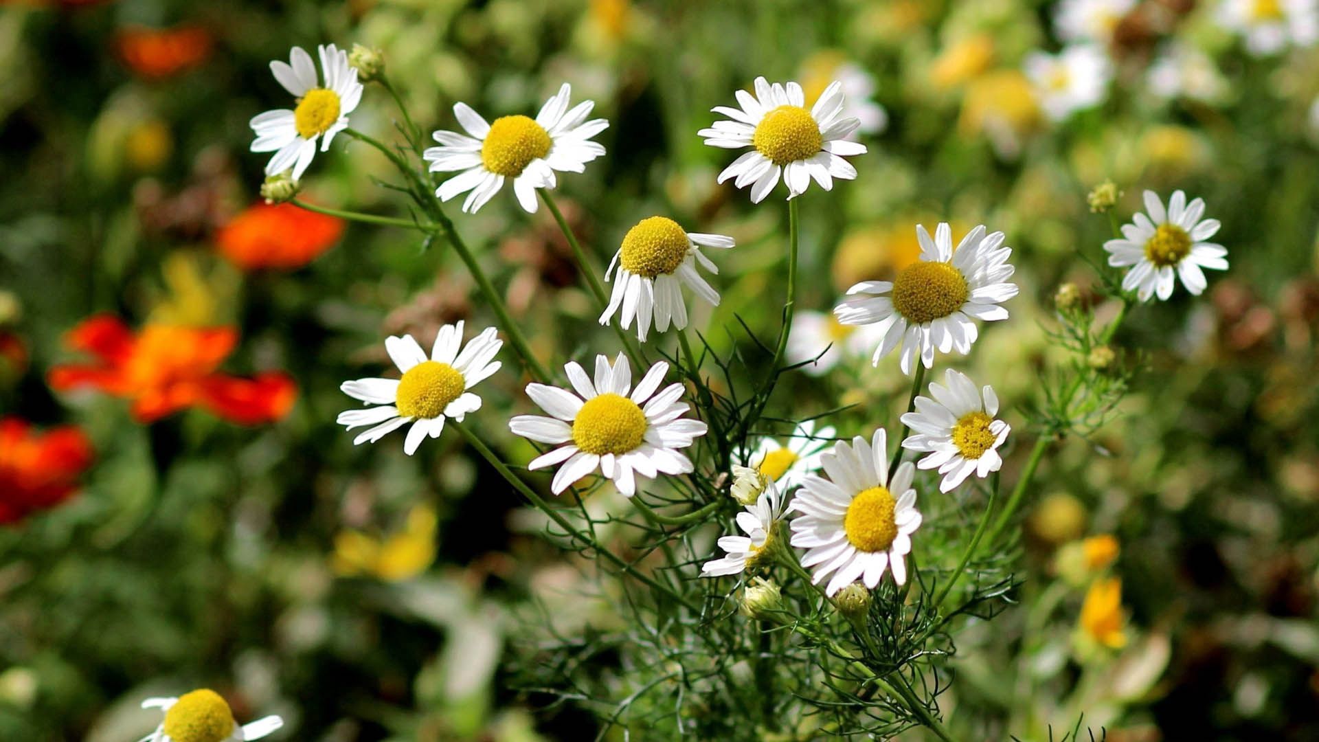 Download mobile wallpaper Grass, Flowers, Leaves, Camomile for free.