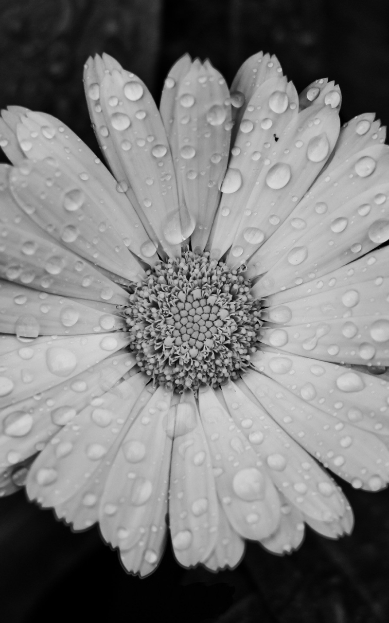 Download mobile wallpaper Flower, Daisy, Photography, Water Drop, Black & White for free.