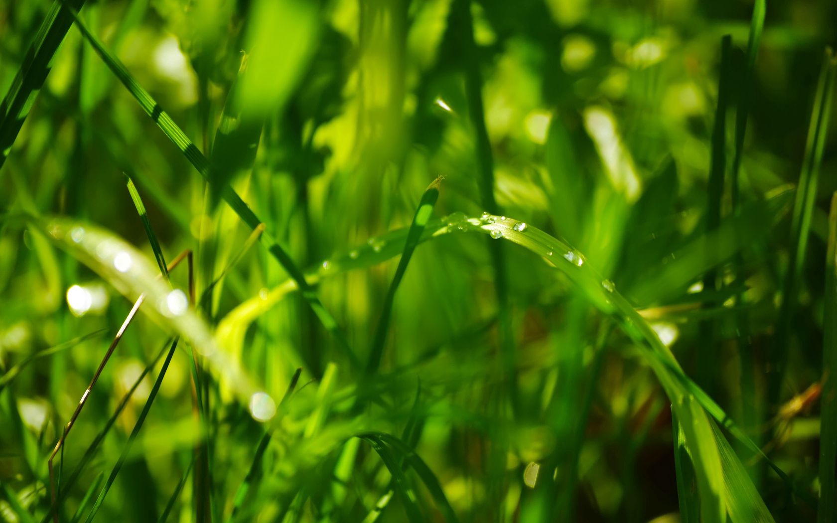 Free download wallpaper Grass, Leaves, Dew, Nature, Drops, Bright on your PC desktop