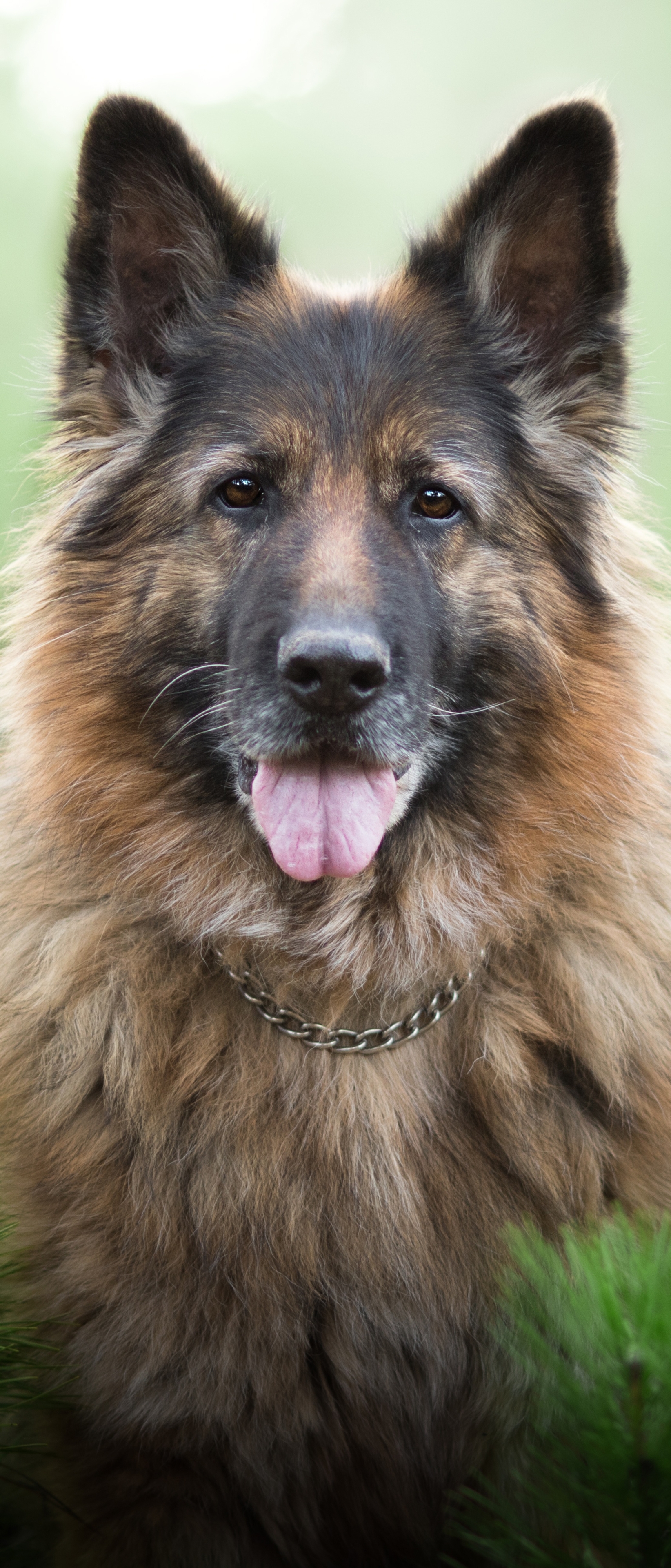 Free download wallpaper Dogs, Dog, Animal, German Shepherd, Stare, Depth Of Field on your PC desktop