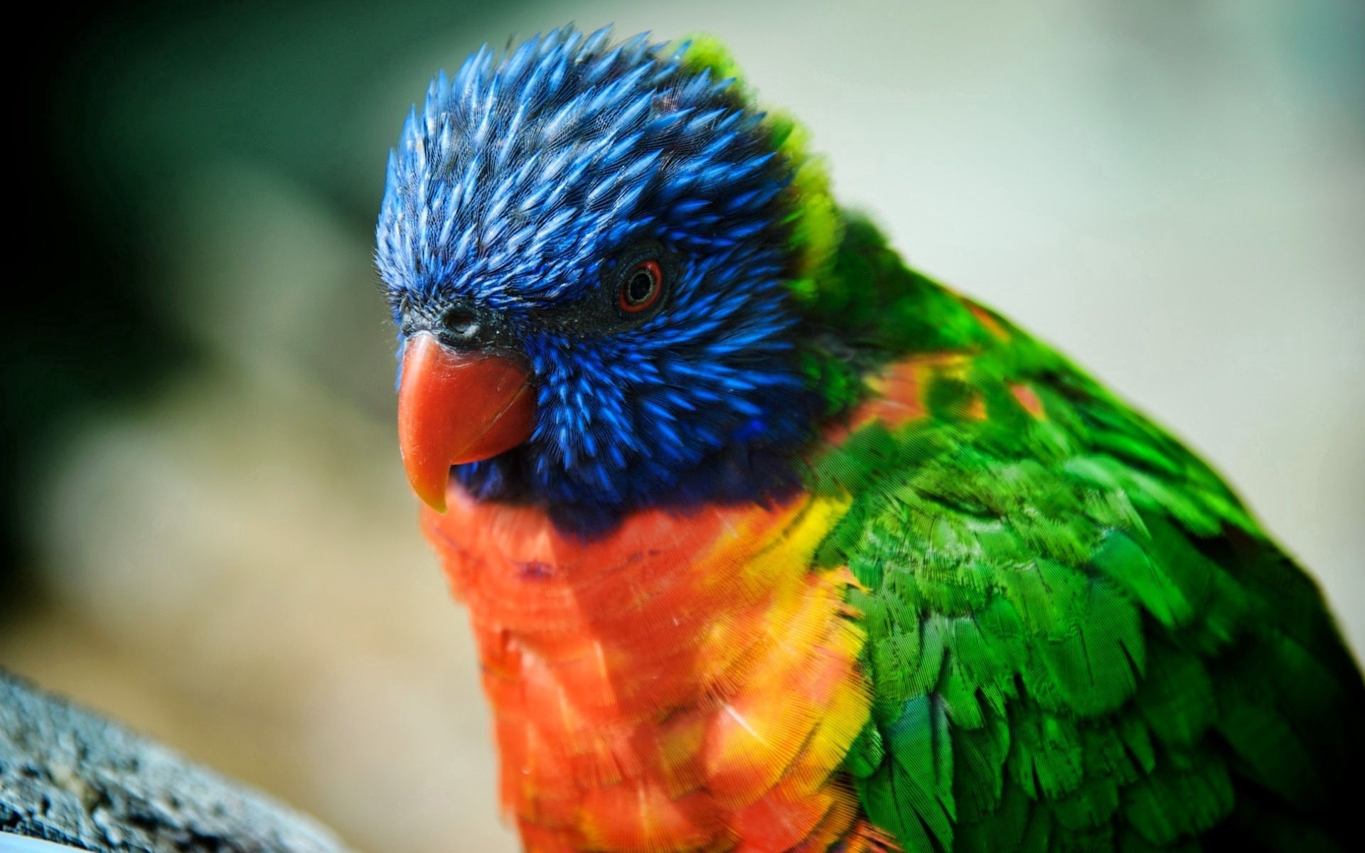 Download mobile wallpaper Animals, Beak, Bird, Color, Parrots for free.