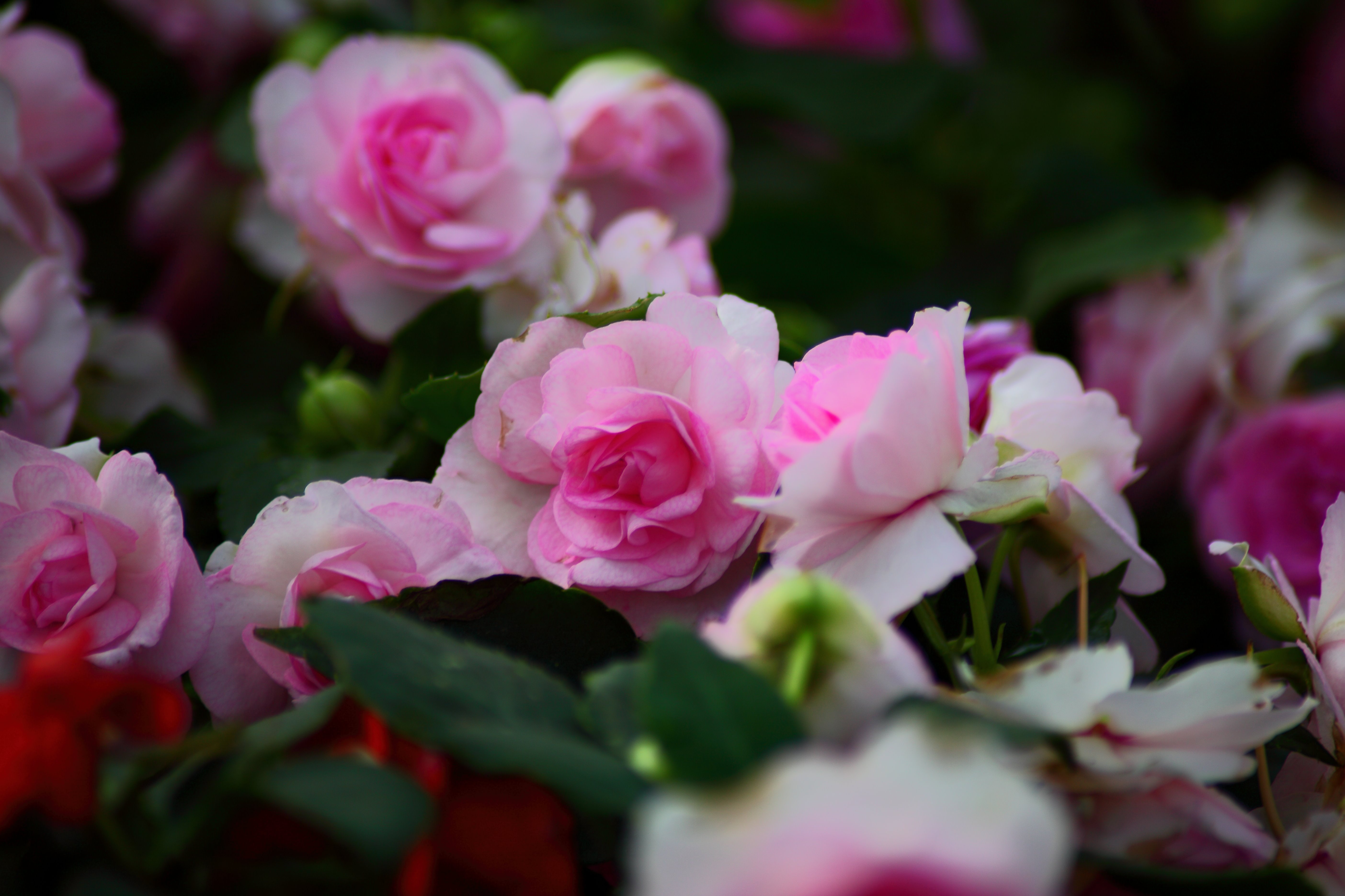 Baixe gratuitamente a imagem Flores, Terra/natureza, Arbusto De Rosas na área de trabalho do seu PC