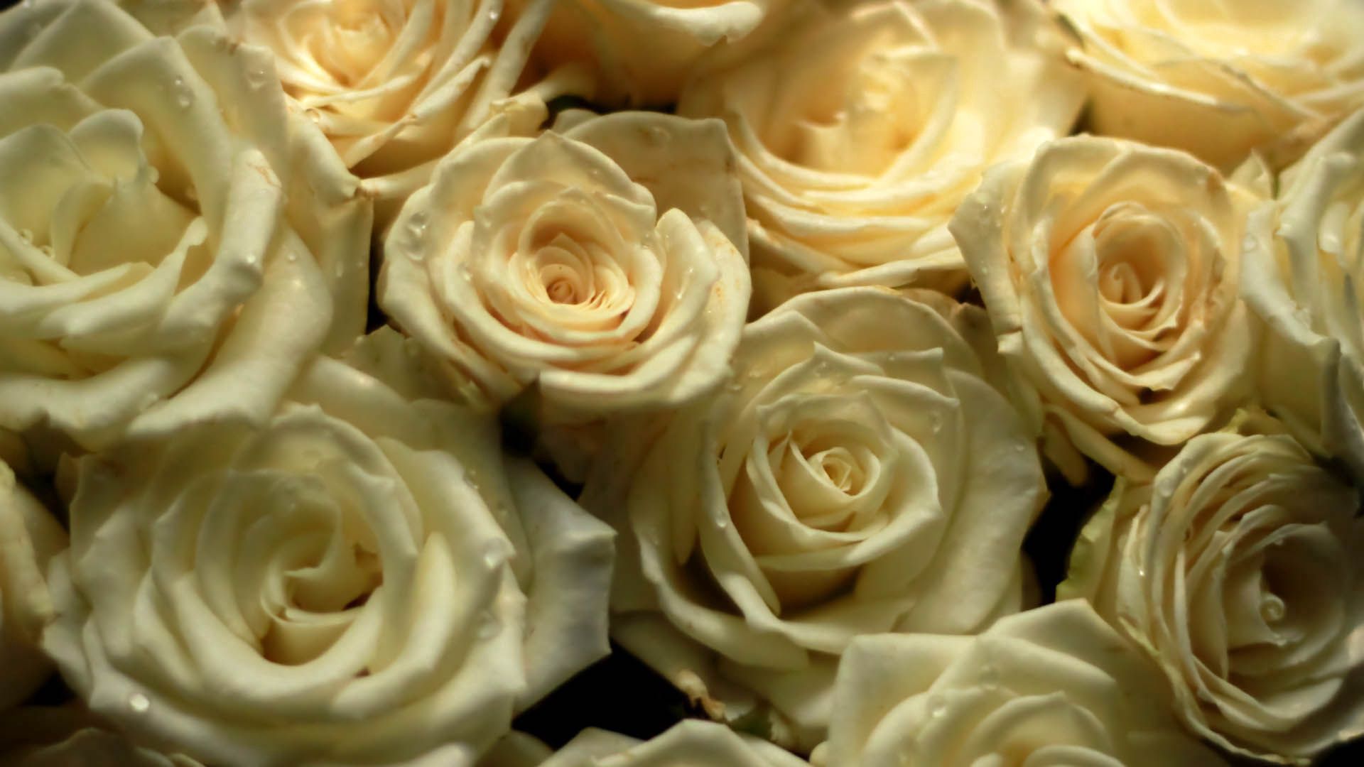 Descarga gratis la imagen Flores, Ramo, Composición, Roses en el escritorio de tu PC
