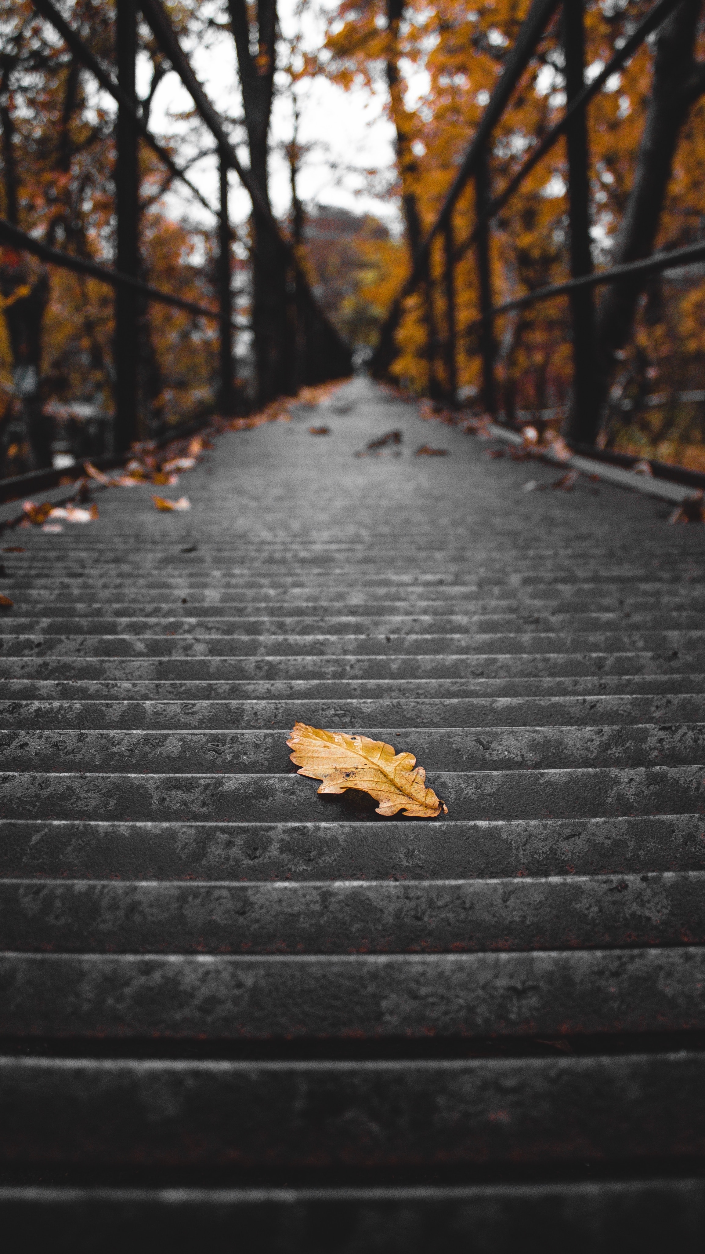 autumn, miscellanea, miscellaneous, stairs, ladder, dry, steps, leaflet