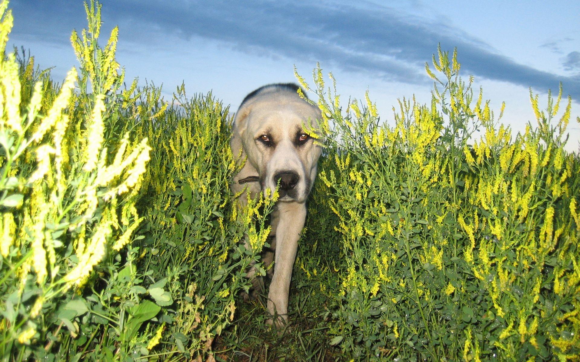 Descarga gratuita de fondo de pantalla para móvil de Perros, Perro, Animales.