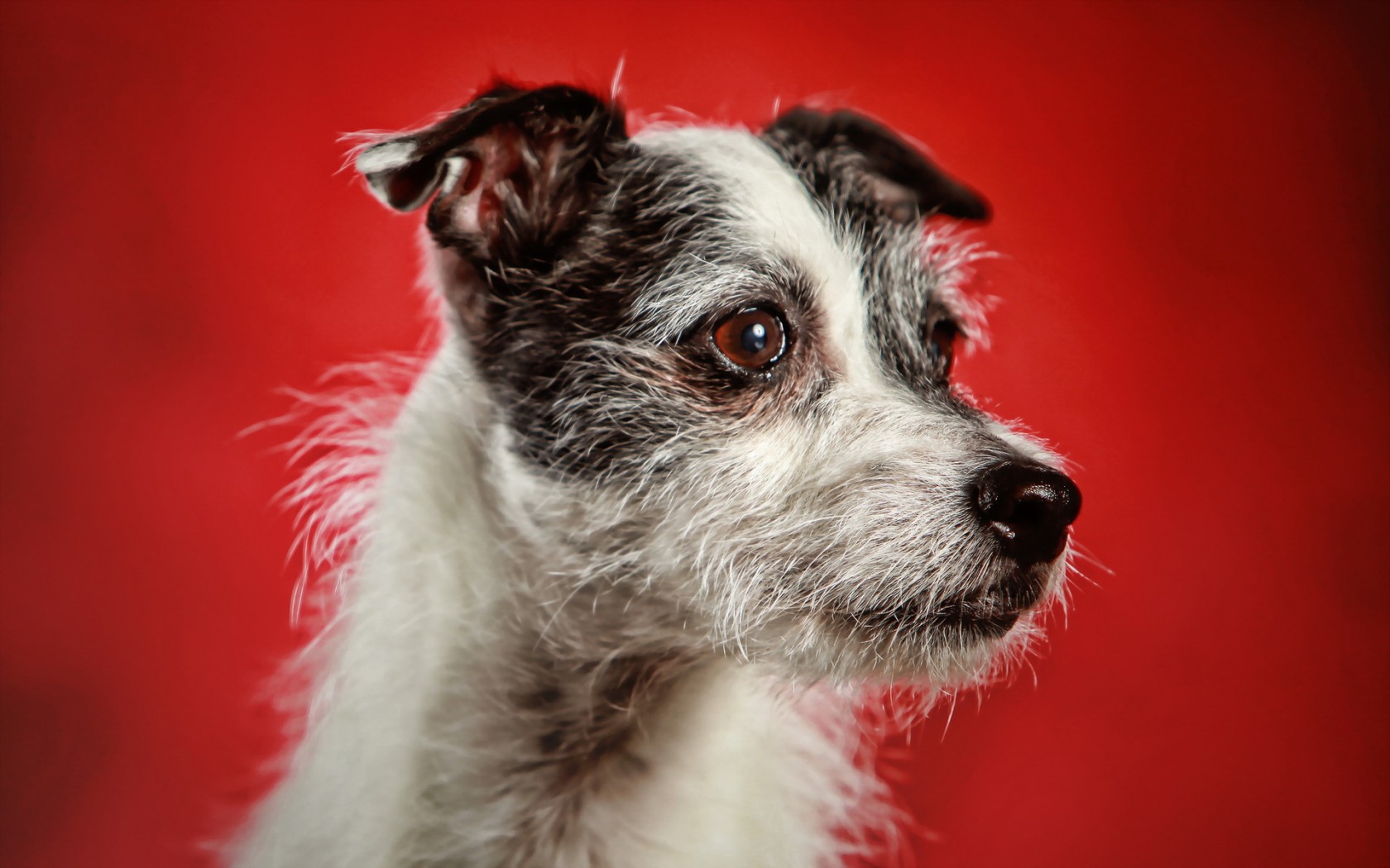 Téléchargez gratuitement l'image Animaux, Chiens, Chien sur le bureau de votre PC