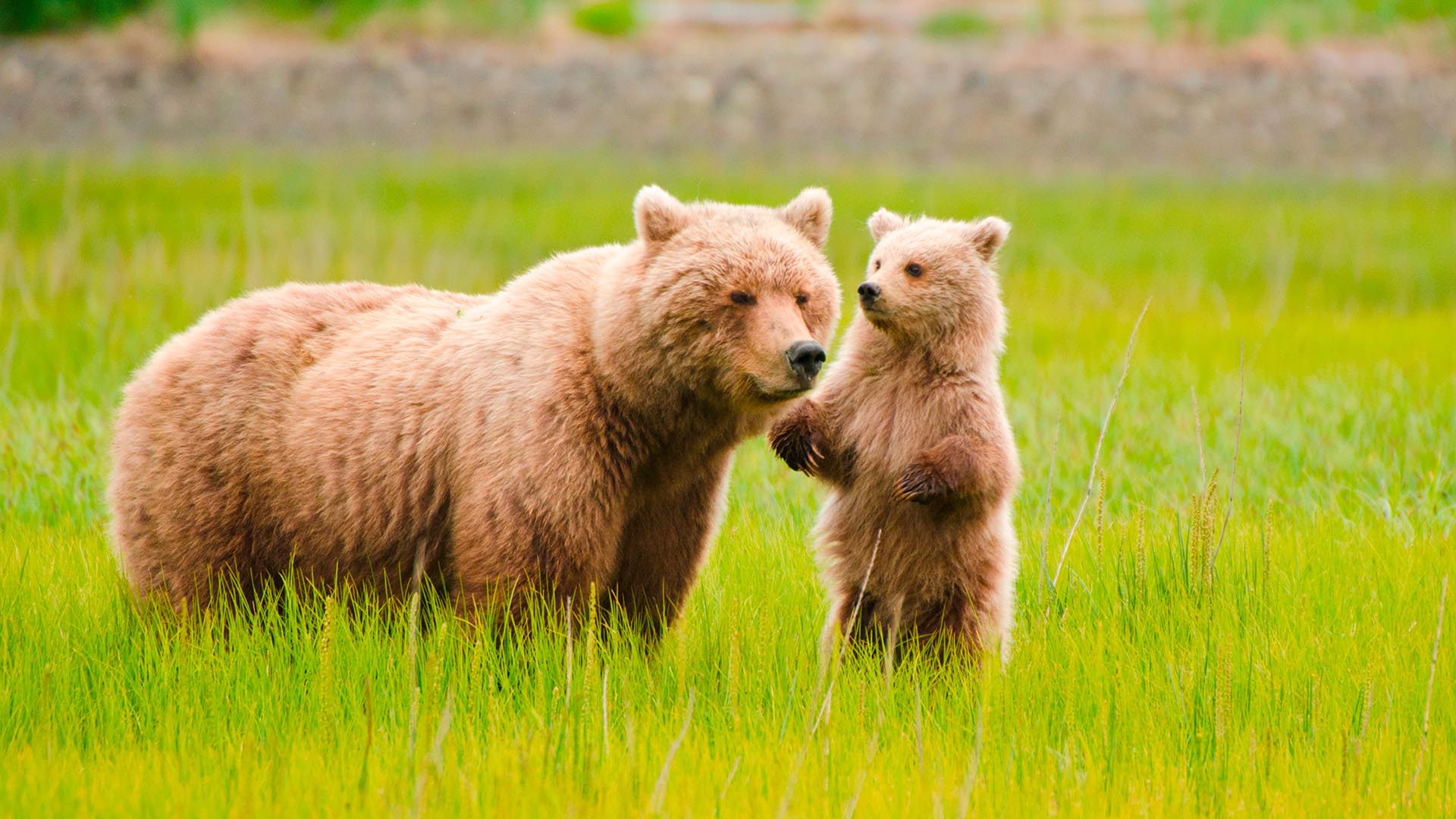 Download mobile wallpaper Bears, Bear, Animal, Cute, Cub for free.
