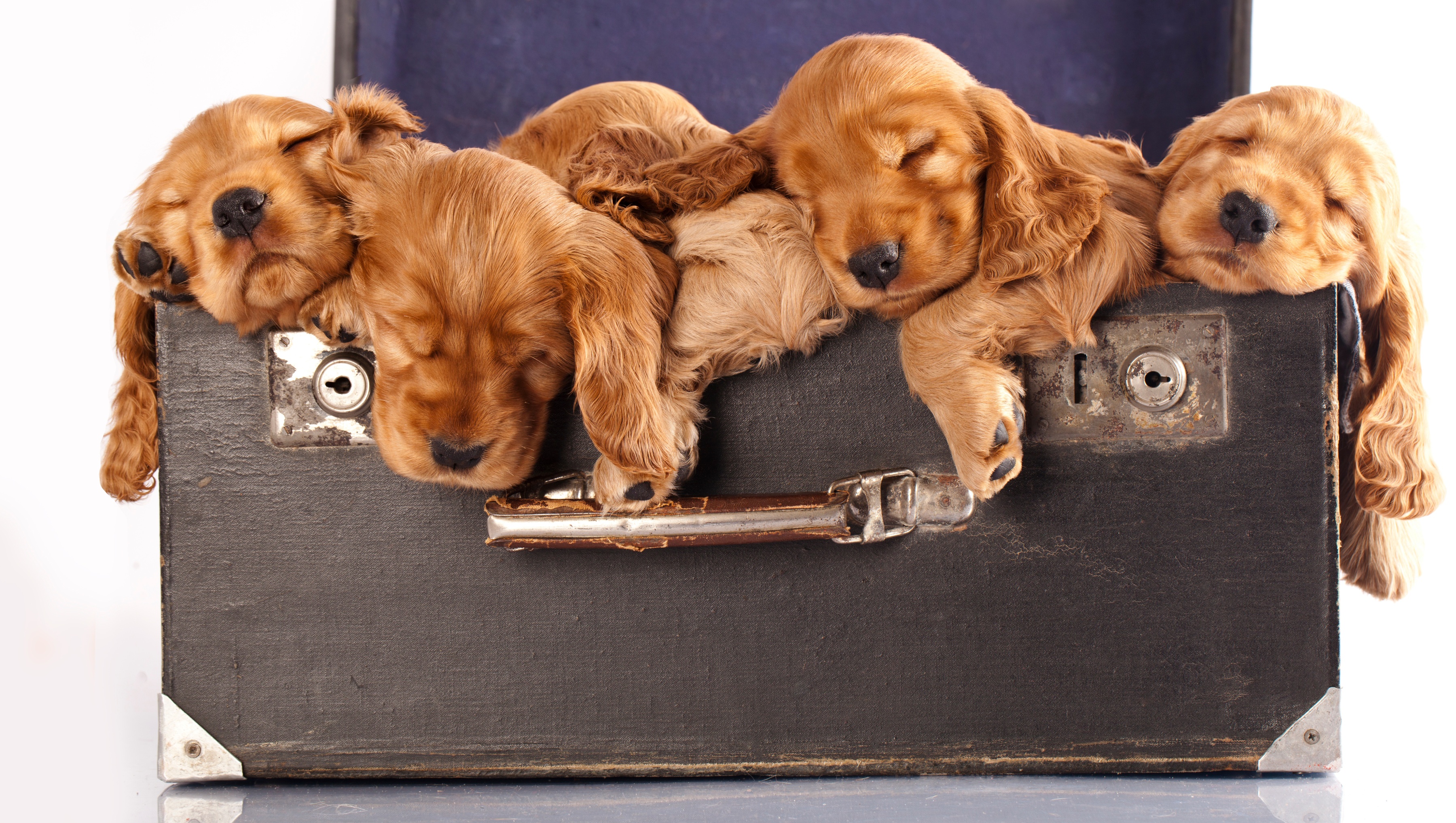 animal, spaniel, baby animal, dog, puppy, sleeping, suitcase, dogs