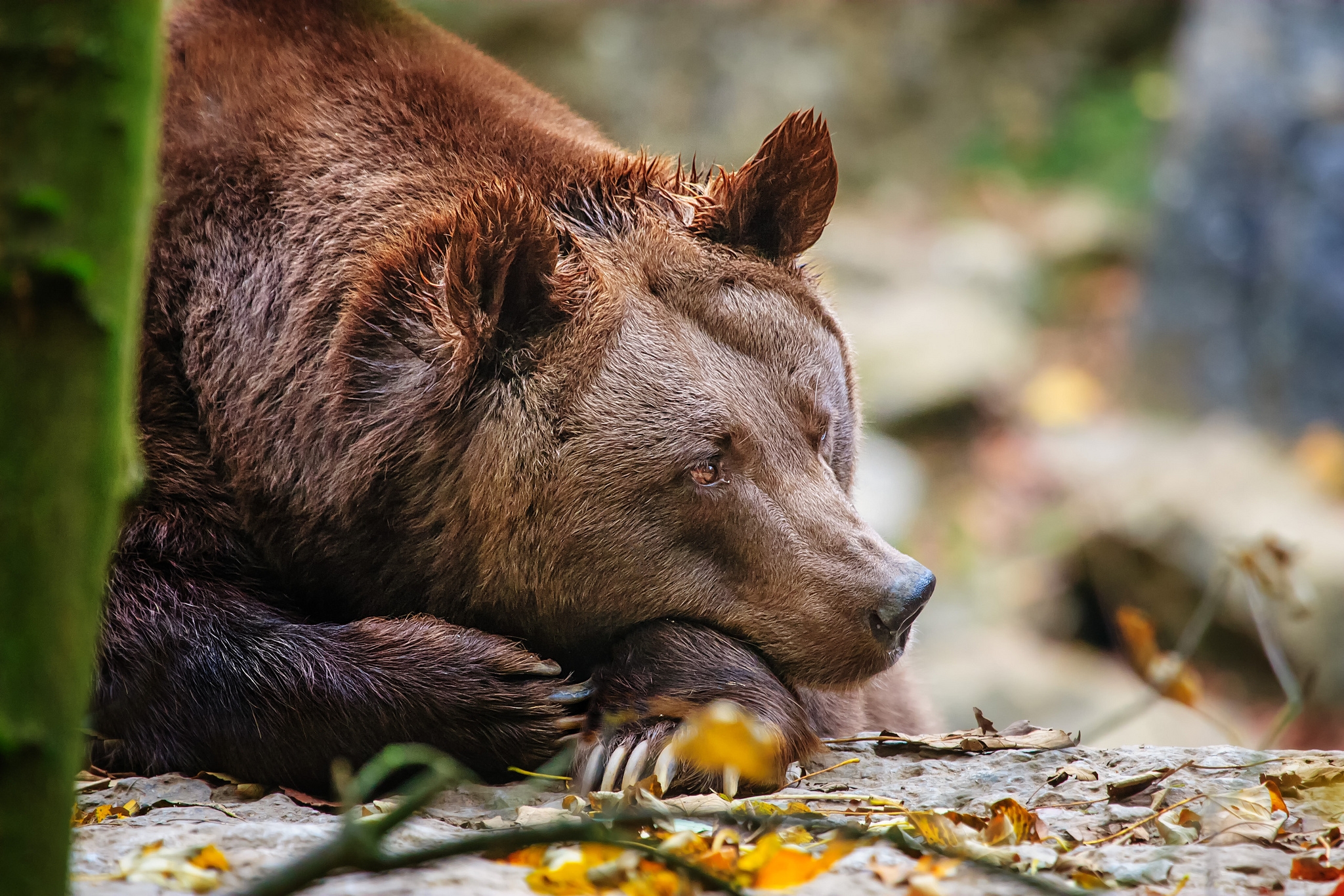 animals, to lie down, lie, muzzle, bear, relaxation, rest